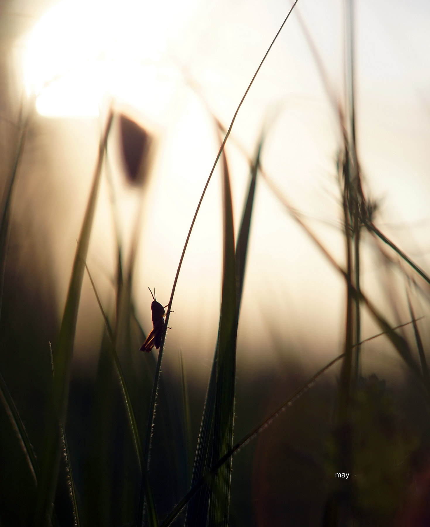 Sony SLT-A65 (SLT-A65V) + Minolta AF 50mm F1.7 sample photo. Evening walks.. photography