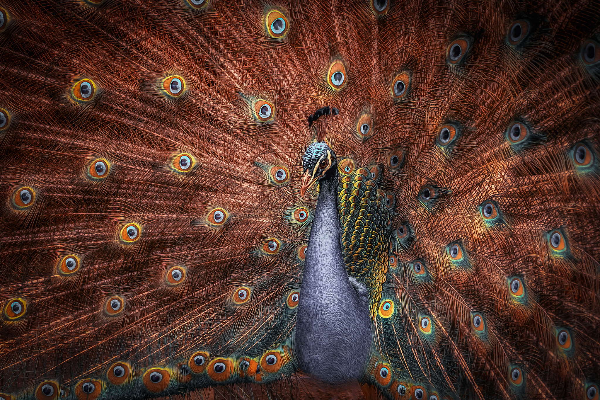 Sigma 50-500mm f/4-6.3 APO HSM EX sample photo. Peacock photography