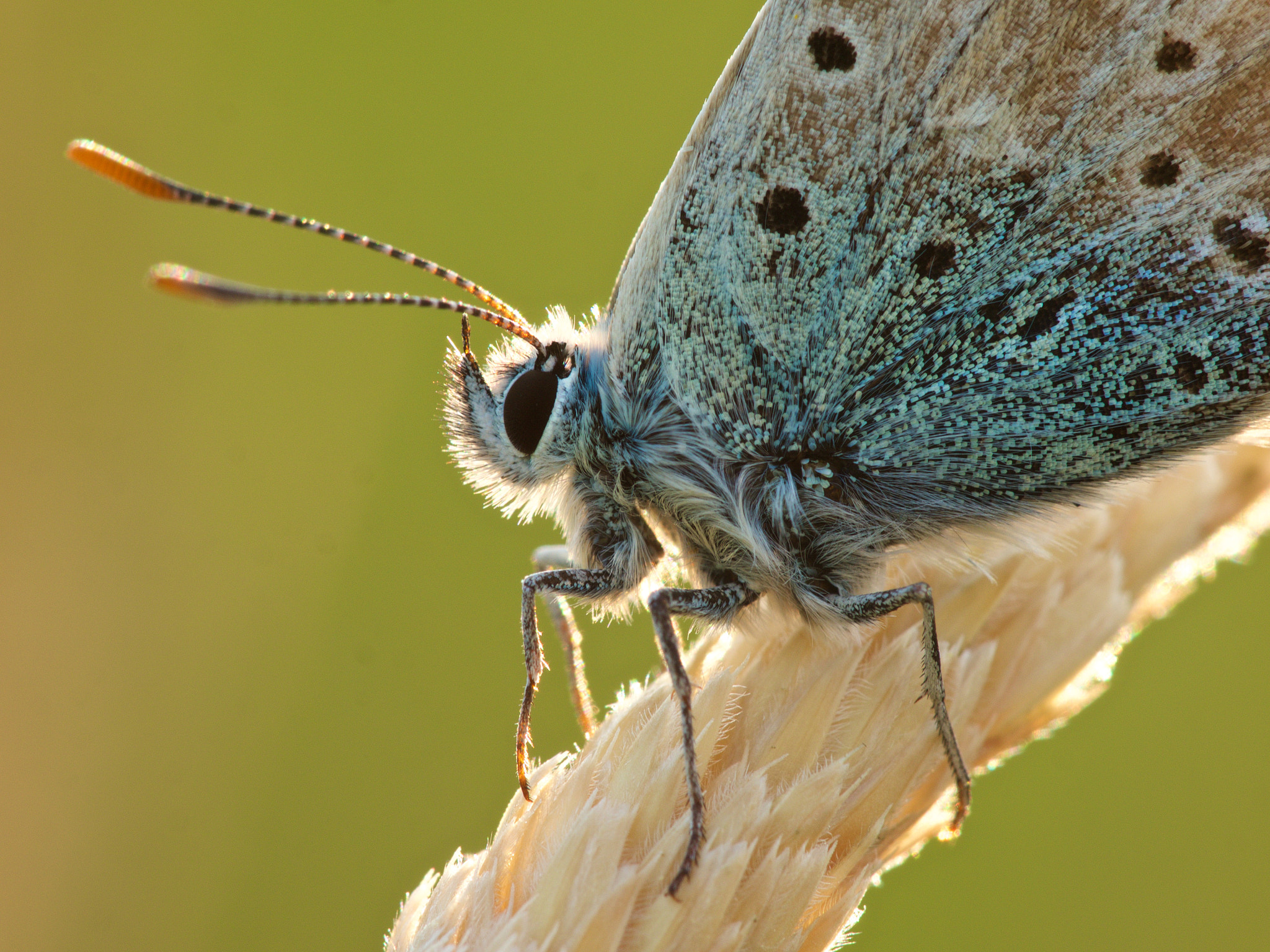 Olympus OM-D E-M1 + Sigma 150mm F2.8 EX DG Macro HSM sample photo. Blue in evening light photography