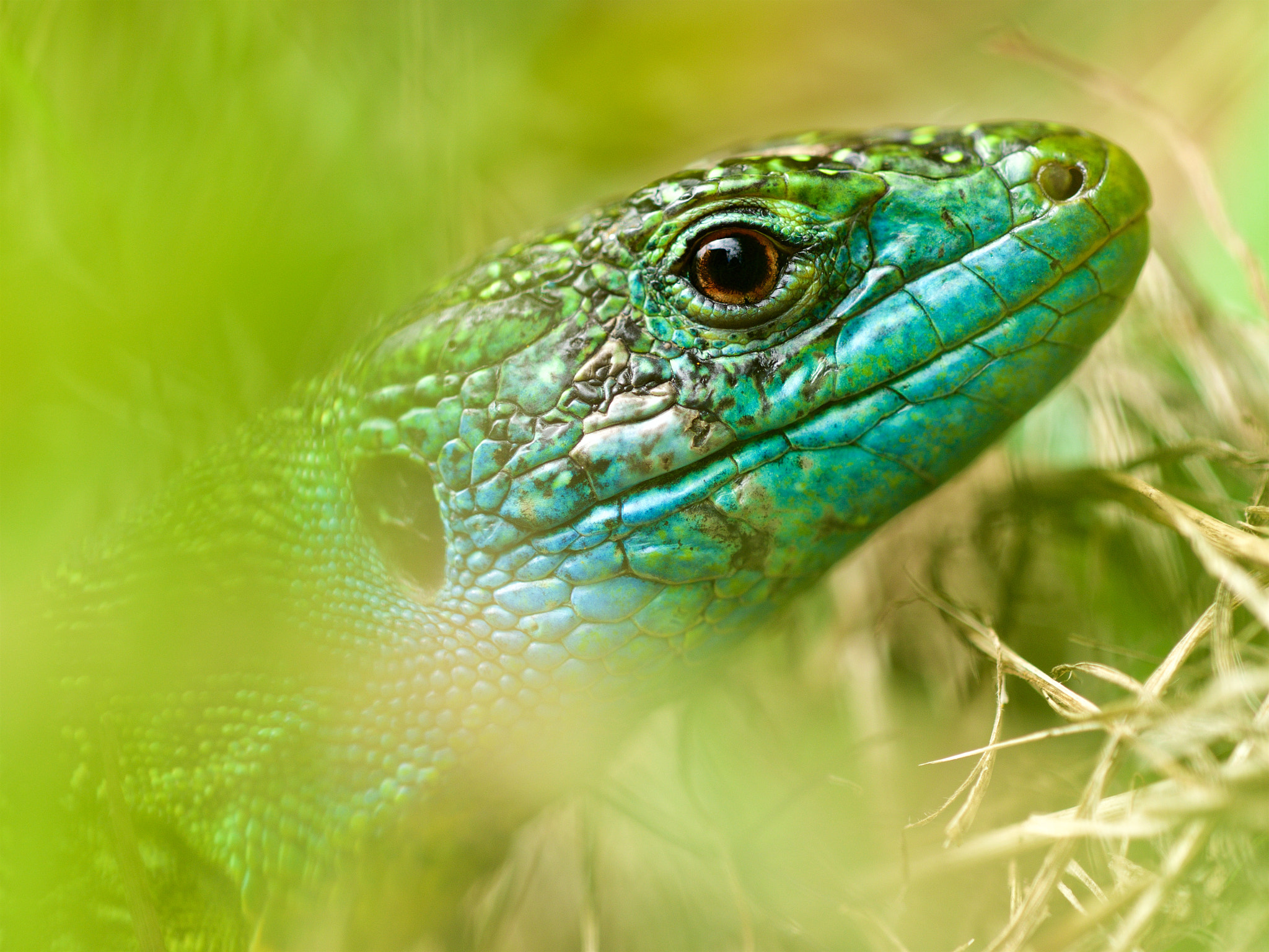 Olympus OM-D E-M1 + Sigma 150mm F2.8 EX DG Macro HSM sample photo. Western green lizard photography