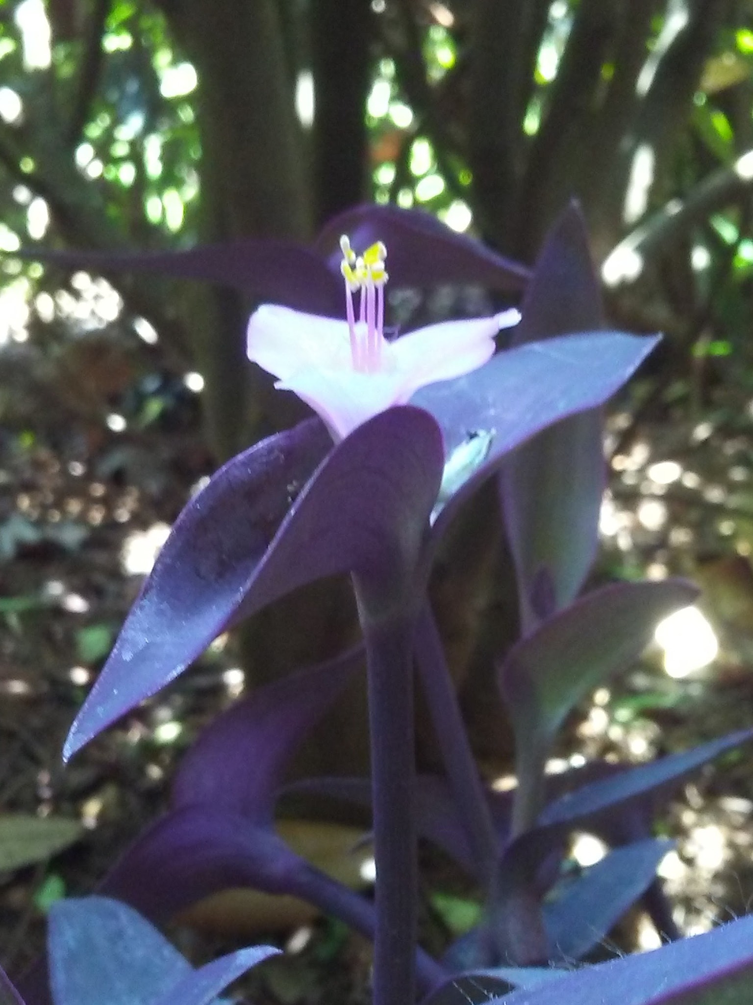LG M1 sample photo