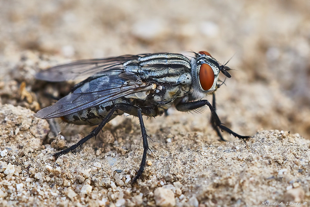 Sony ILCA-77M2 sample photo. Fly photography