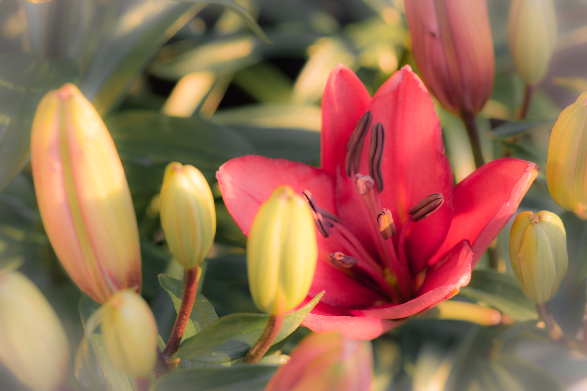 Tokina AT-X Pro 100mm F2.8 Macro sample photo. First flower photography