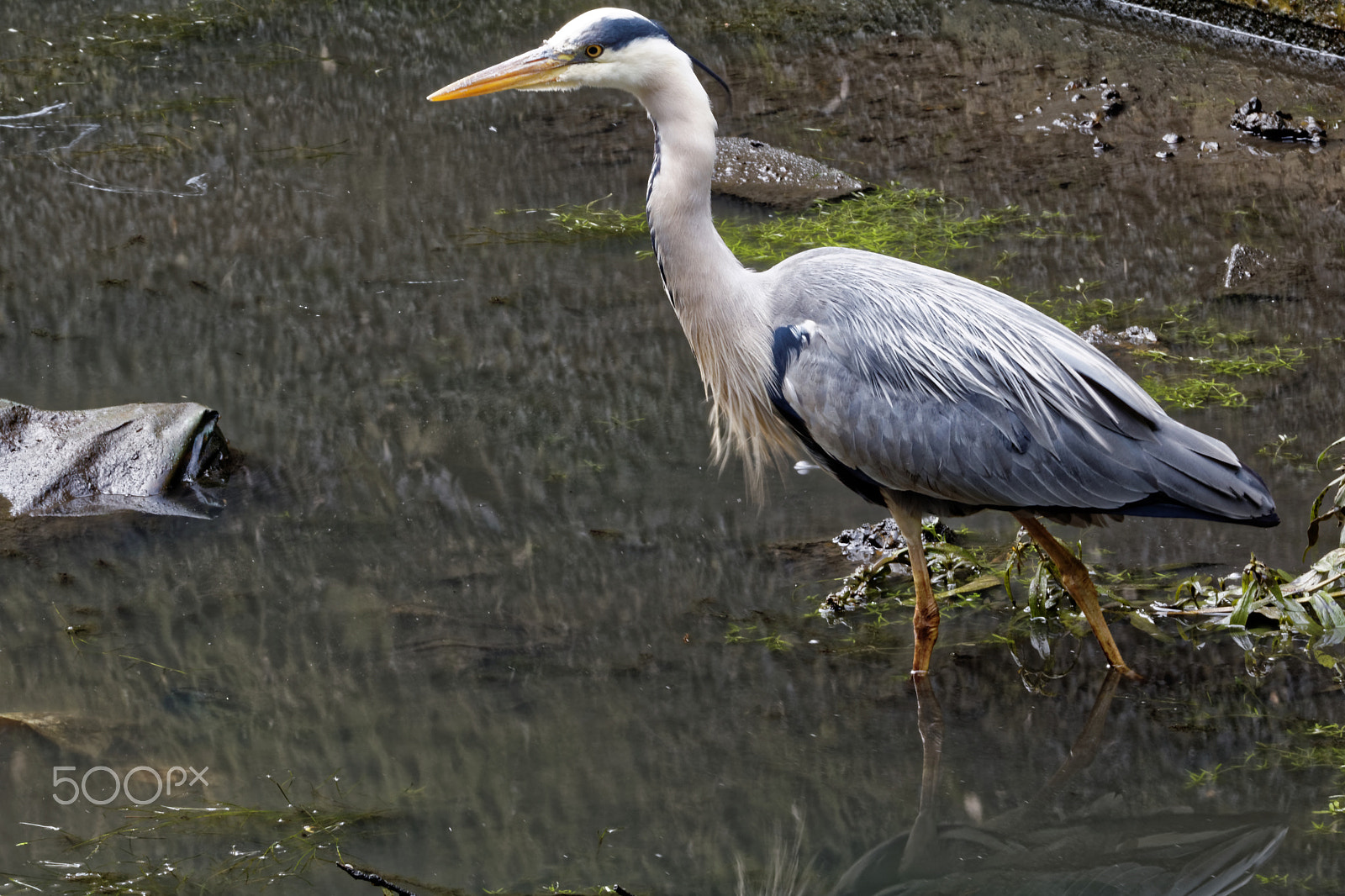 Canon EOS 750D (EOS Rebel T6i / EOS Kiss X8i) + Canon EF 70-200mm F4L IS USM sample photo. Fishing photography