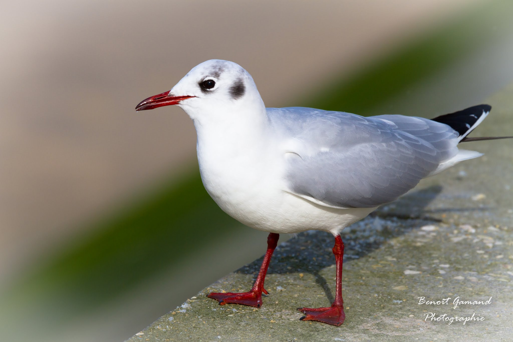 Canon EF 70-200mm F4L IS USM sample photo. Mouette photography