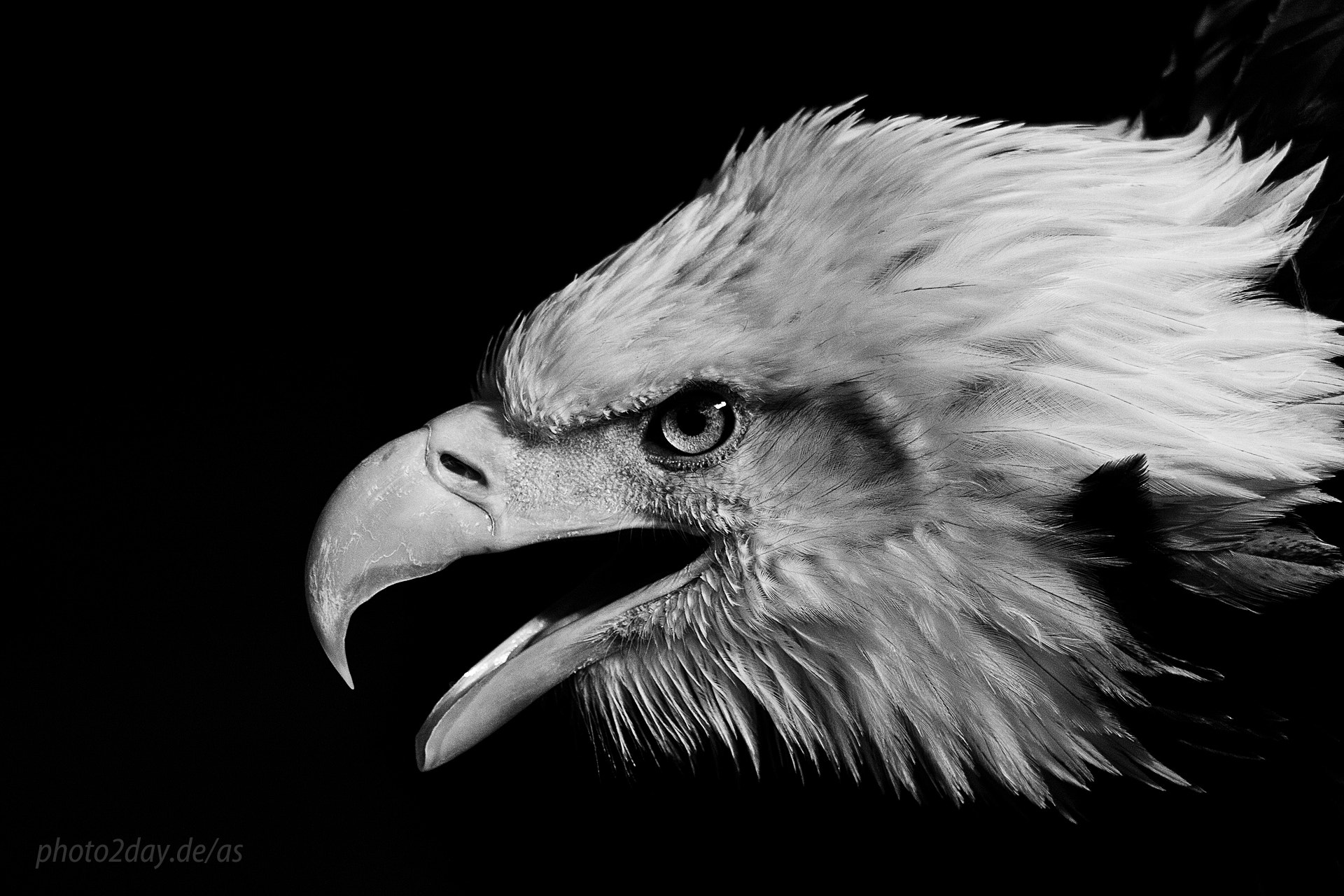 Canon EF 70-210mm f/3.5-4.5 USM sample photo. Bald eagle portrait photography