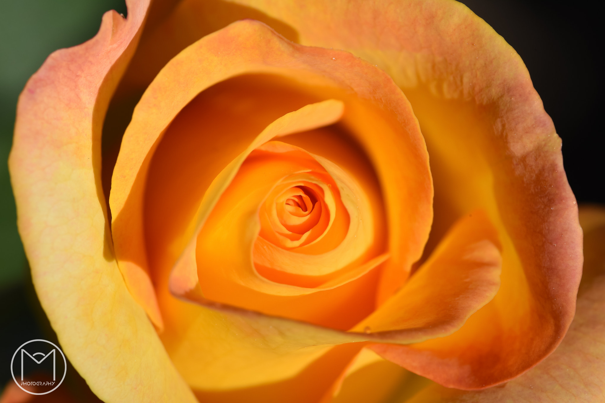 Nikon D750 + Nikon AF Micro-Nikkor 200mm F4D ED-IF sample photo. Orange rose photography