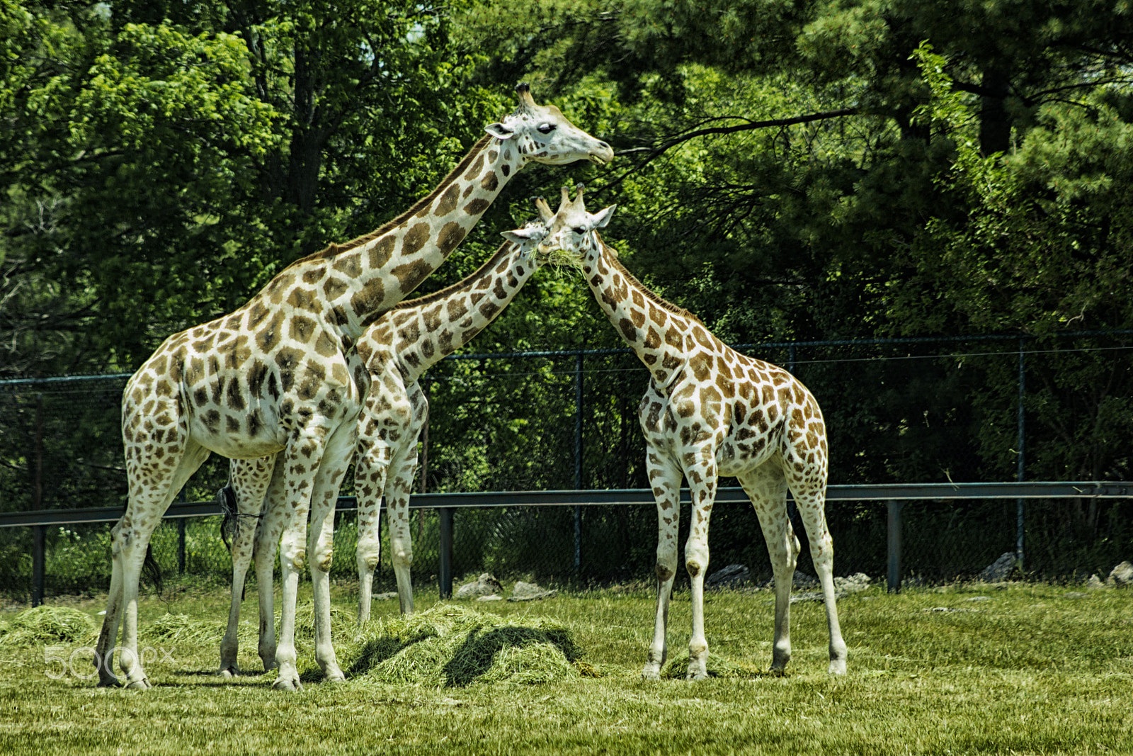 Canon EF 75-300mm f/4-5.6 USM sample photo. Lion safari photography