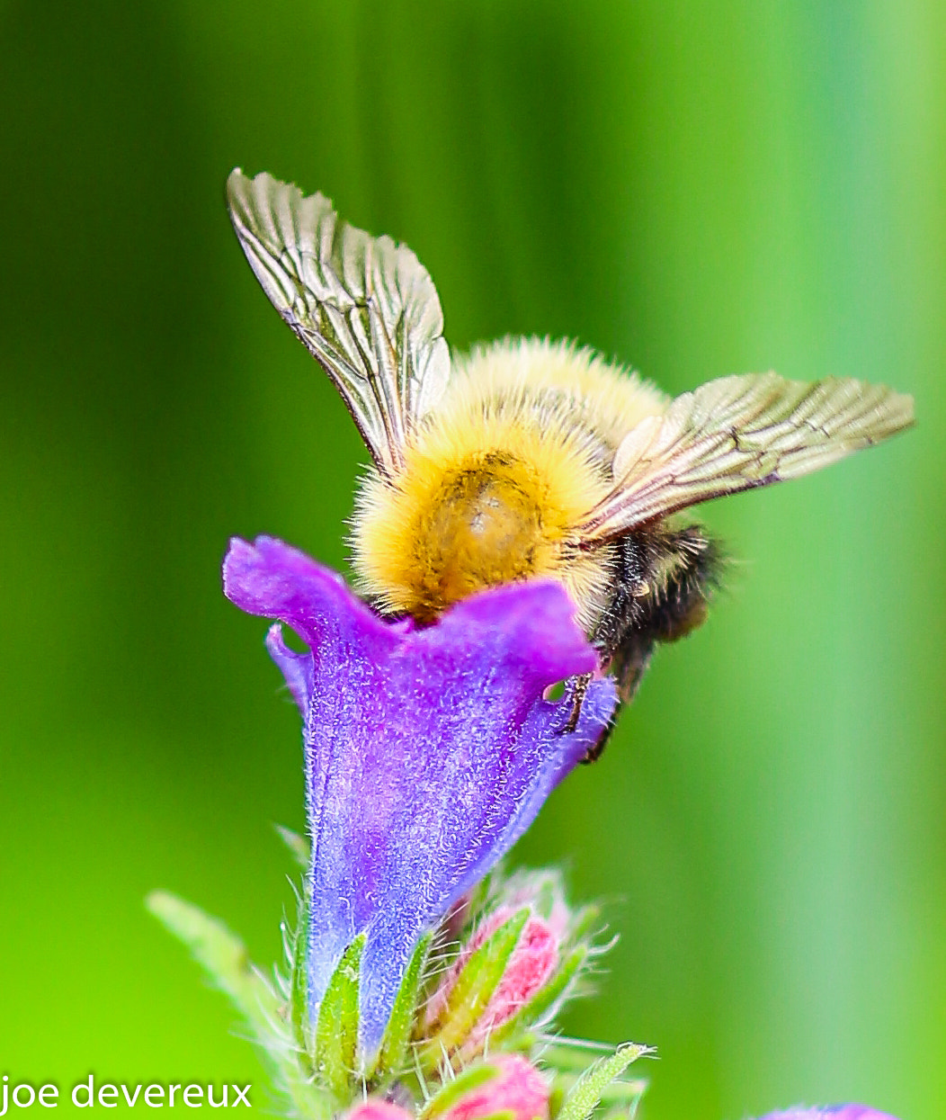 Sigma 105mm F2.8 EX DG OS HSM sample photo. Busy bee photography