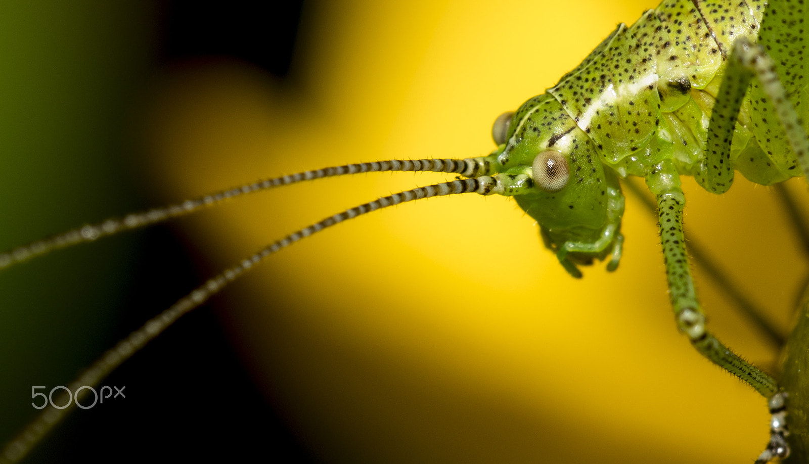 Sigma 150mm F2.8 EX DG OS Macro HSM sample photo. Green hopper photography