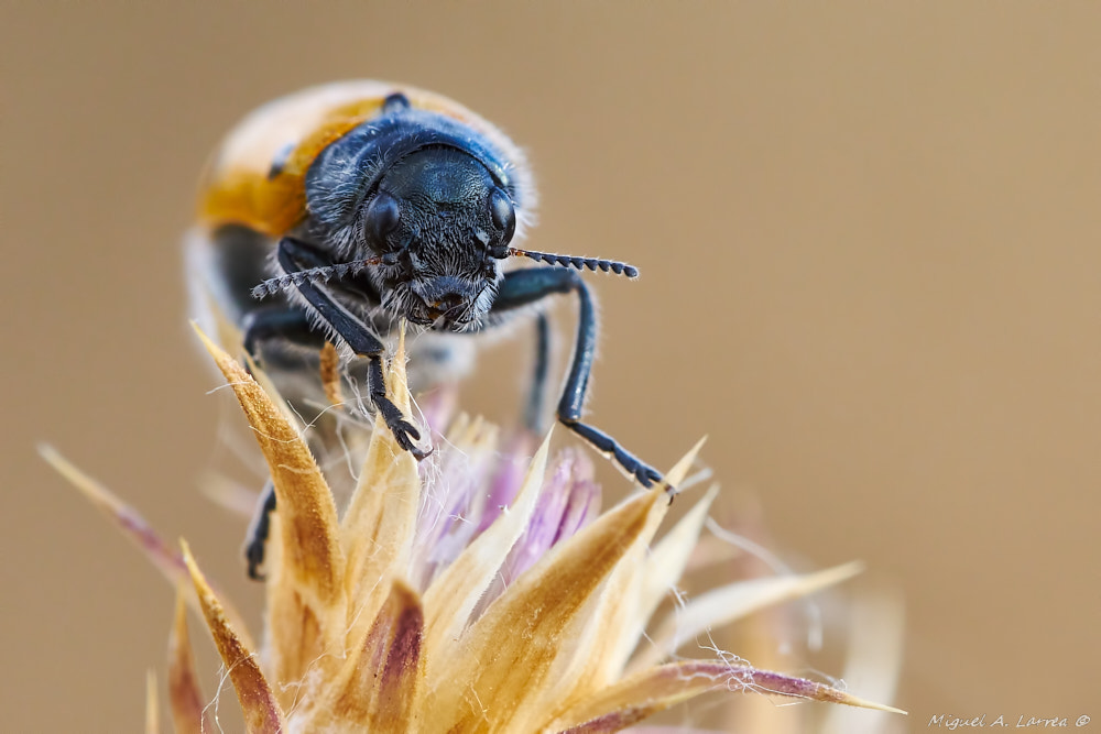 Sony ILCA-77M2 sample photo. Lachnaia sexpunctata photography