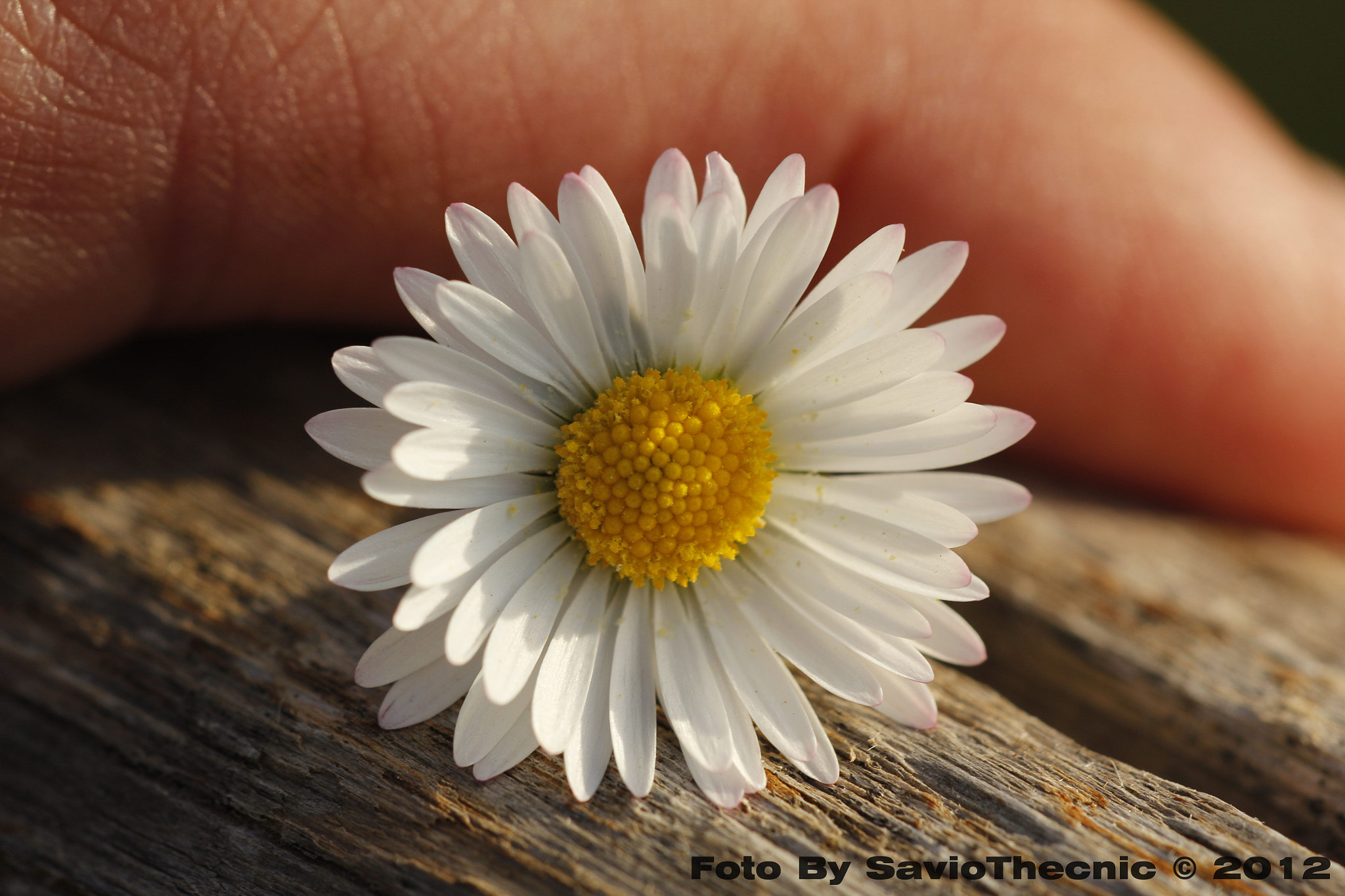 Canon EF 180mm F3.5L Macro USM sample photo. 6978020394.jpg photography