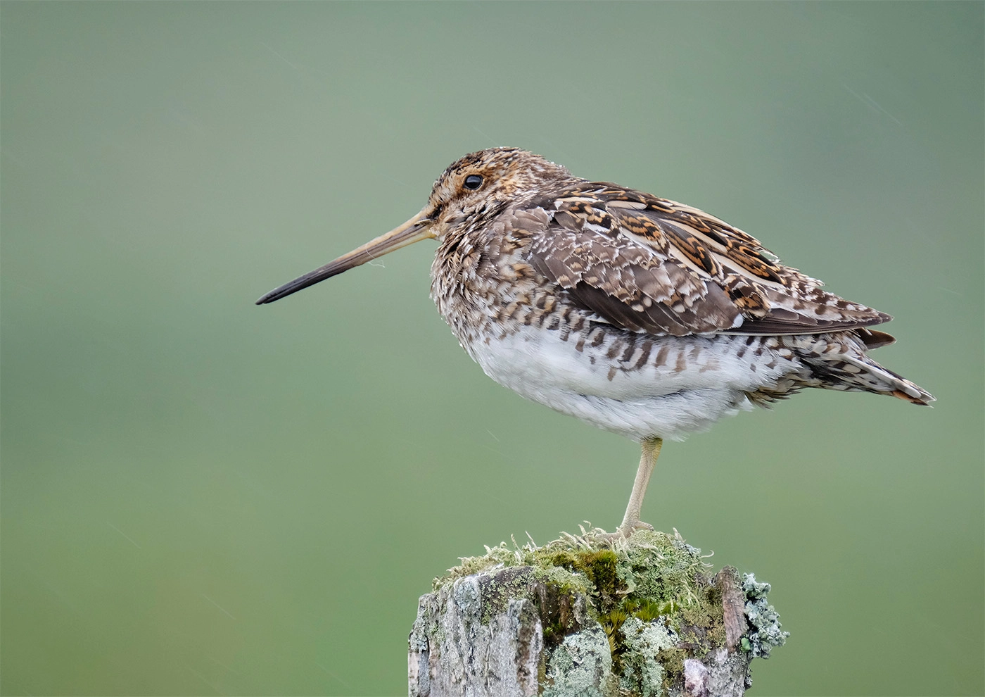 Fujifilm X-T1 + XF100-400mmF4.5-5.6 R LM OIS WR + 1.4x sample photo. Snipe photography