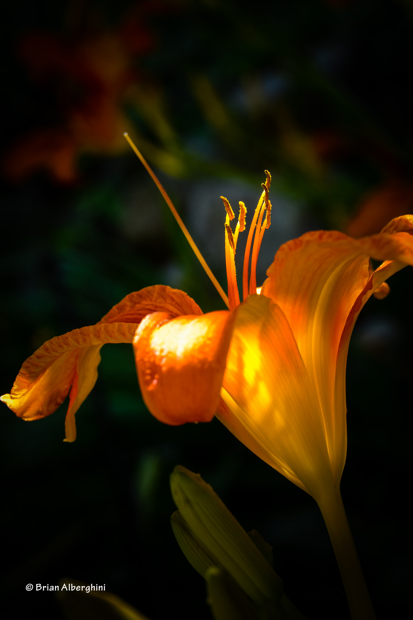 Nikon D7100 + Sigma 24-105mm F4 DG OS HSM Art sample photo. Lily hdr photography