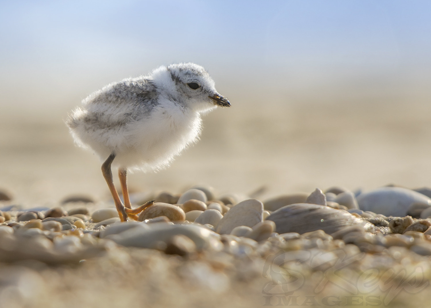 Nikon D7200 + Sigma 500mm F4.5 EX DG HSM sample photo. My toe, this rock (piping plover chick) photography