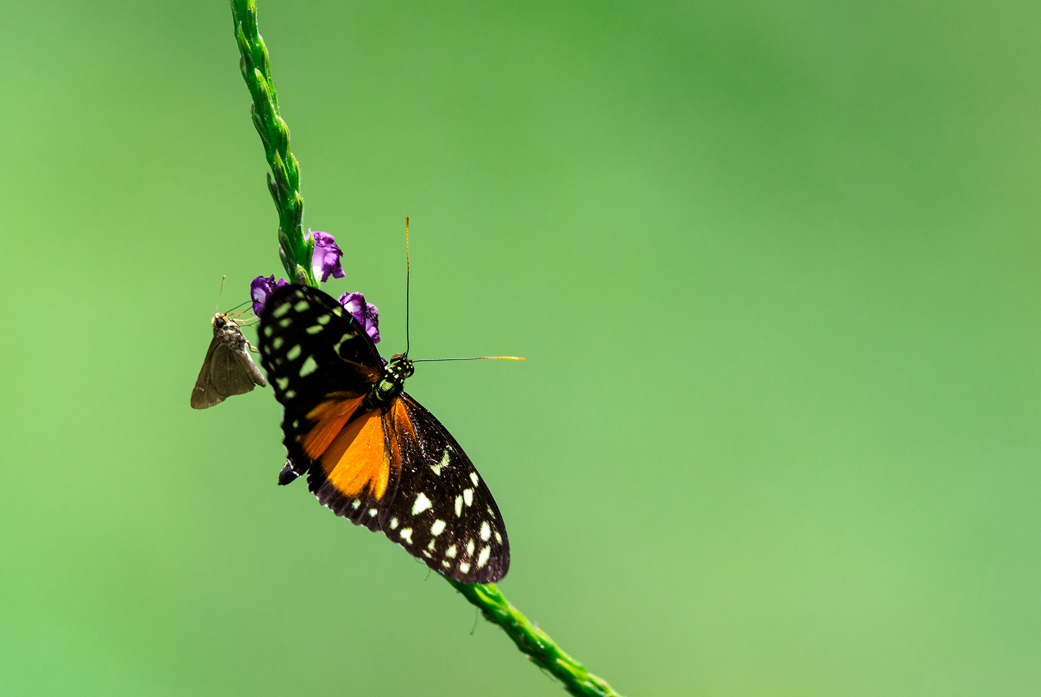 Canon EF 600mm f/4L IS sample photo. Heliconius hecale photography