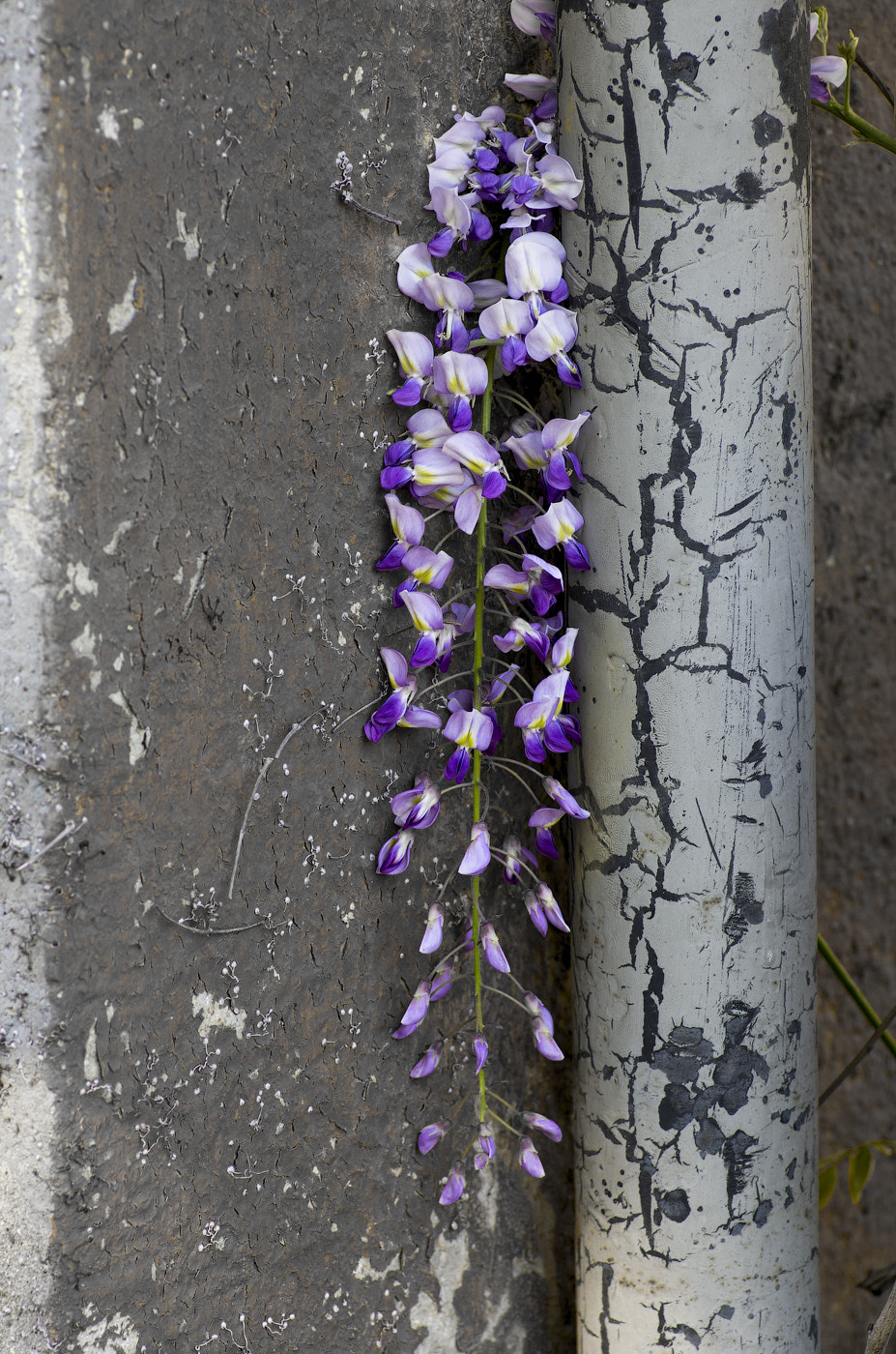 Pentax smc D-FA 100mm F2.8 Macro WR sample photo. Breaking through photography