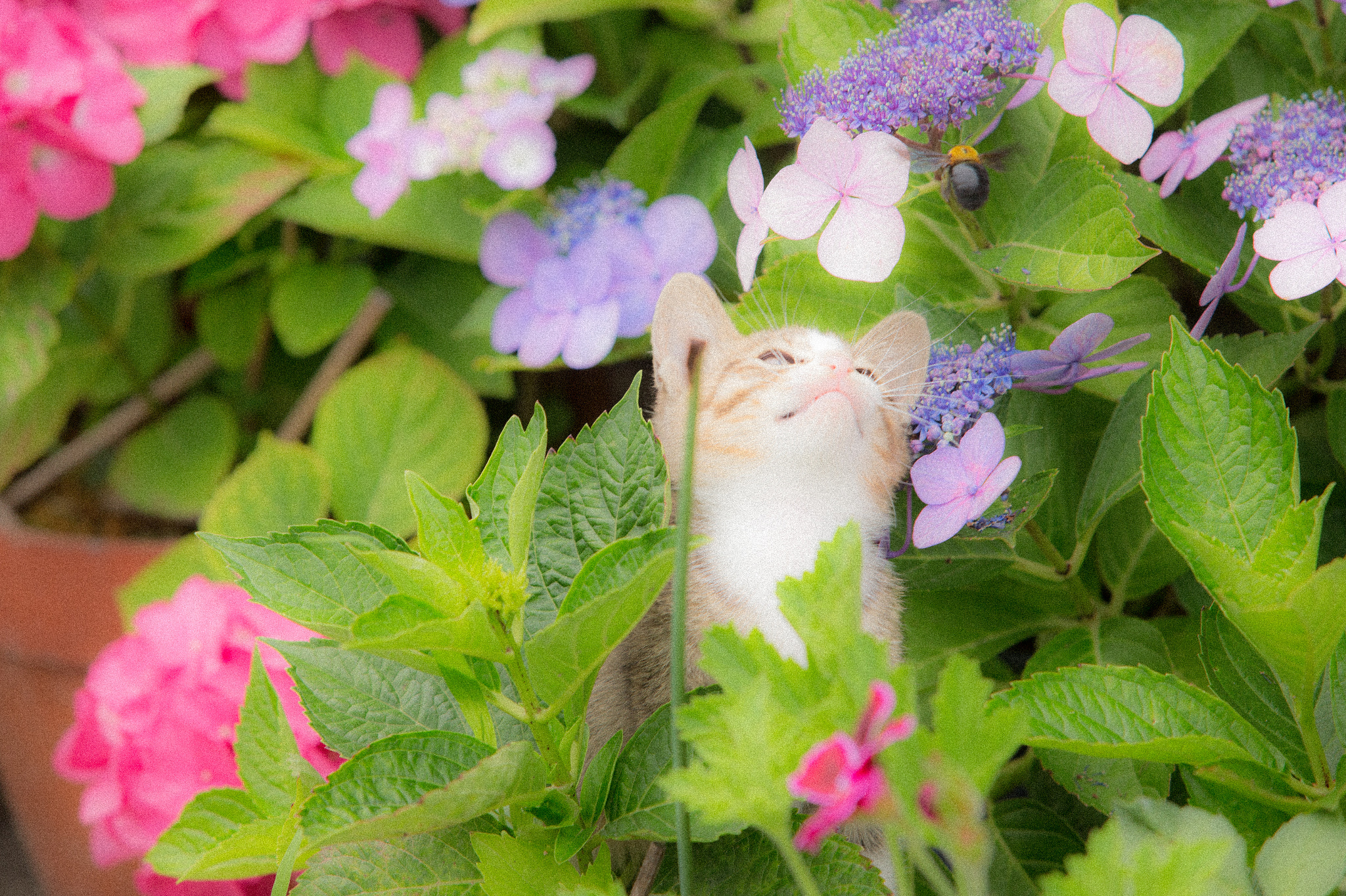 Canon EF 70-200mm F2.8L USM sample photo. Kitten aimed the bee photography