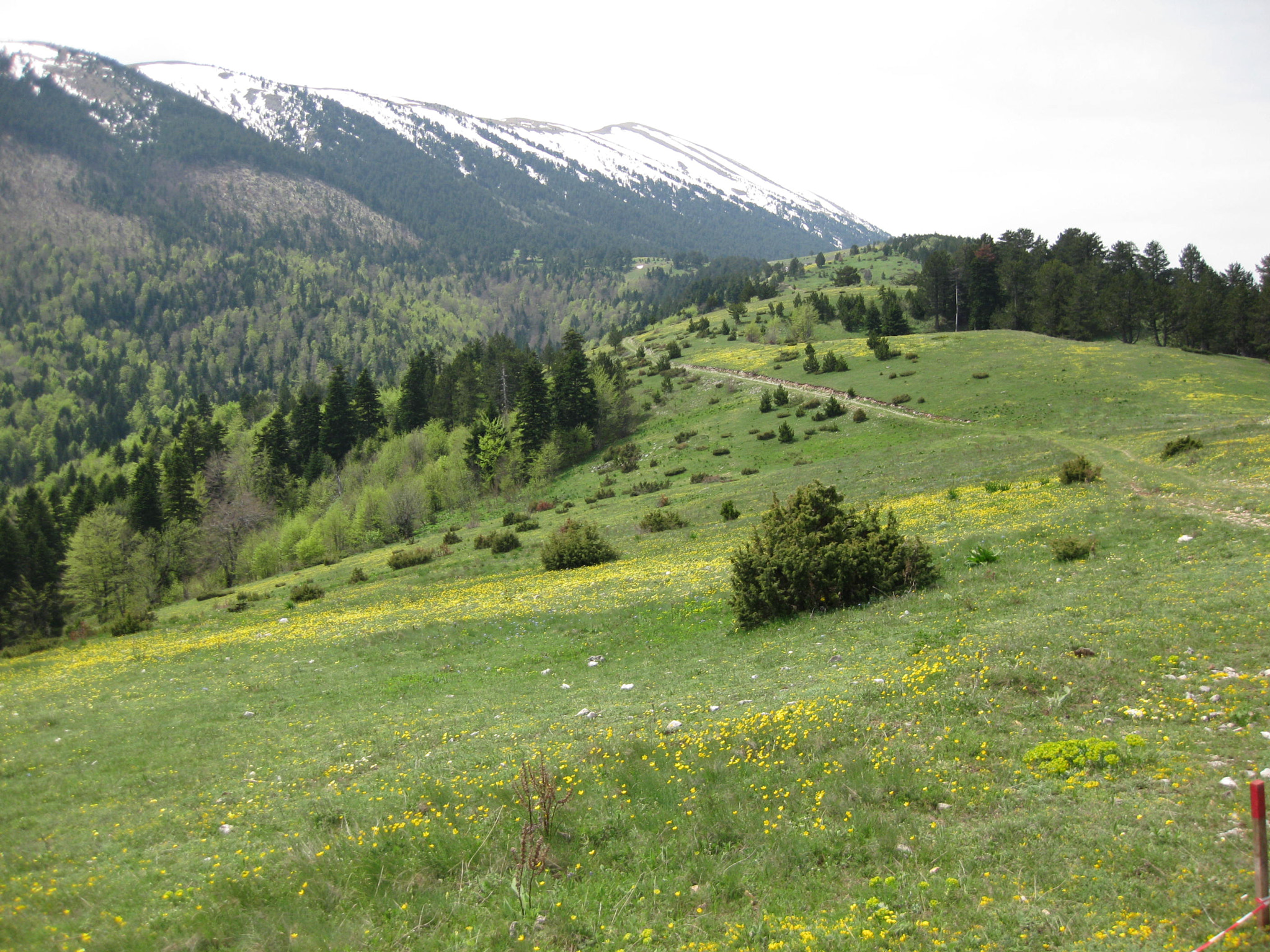 Canon PowerShot SD770 IS (Digital IXUS 85 IS / IXY Digital 25 IS) sample photo. Koritnik.jpg photography