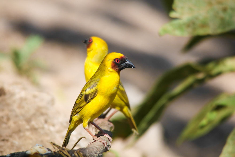 Sigma 150-500mm F5-6.3 DG OS HSM sample photo. صوره جميله لطائران عكس بعضهم photography