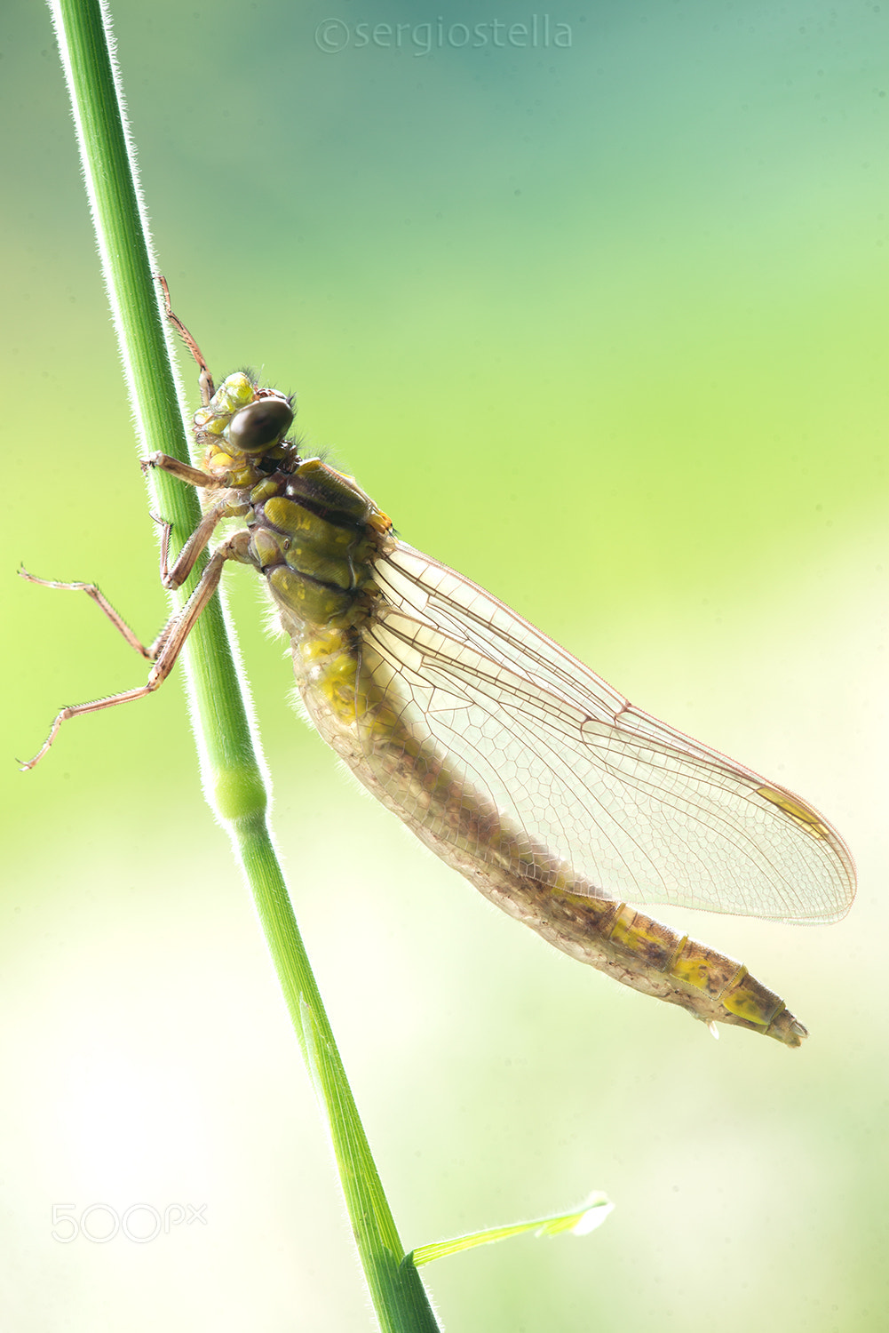 Sigma 150mm F2.8 EX DG Macro HSM sample photo. Gomphus____ photography