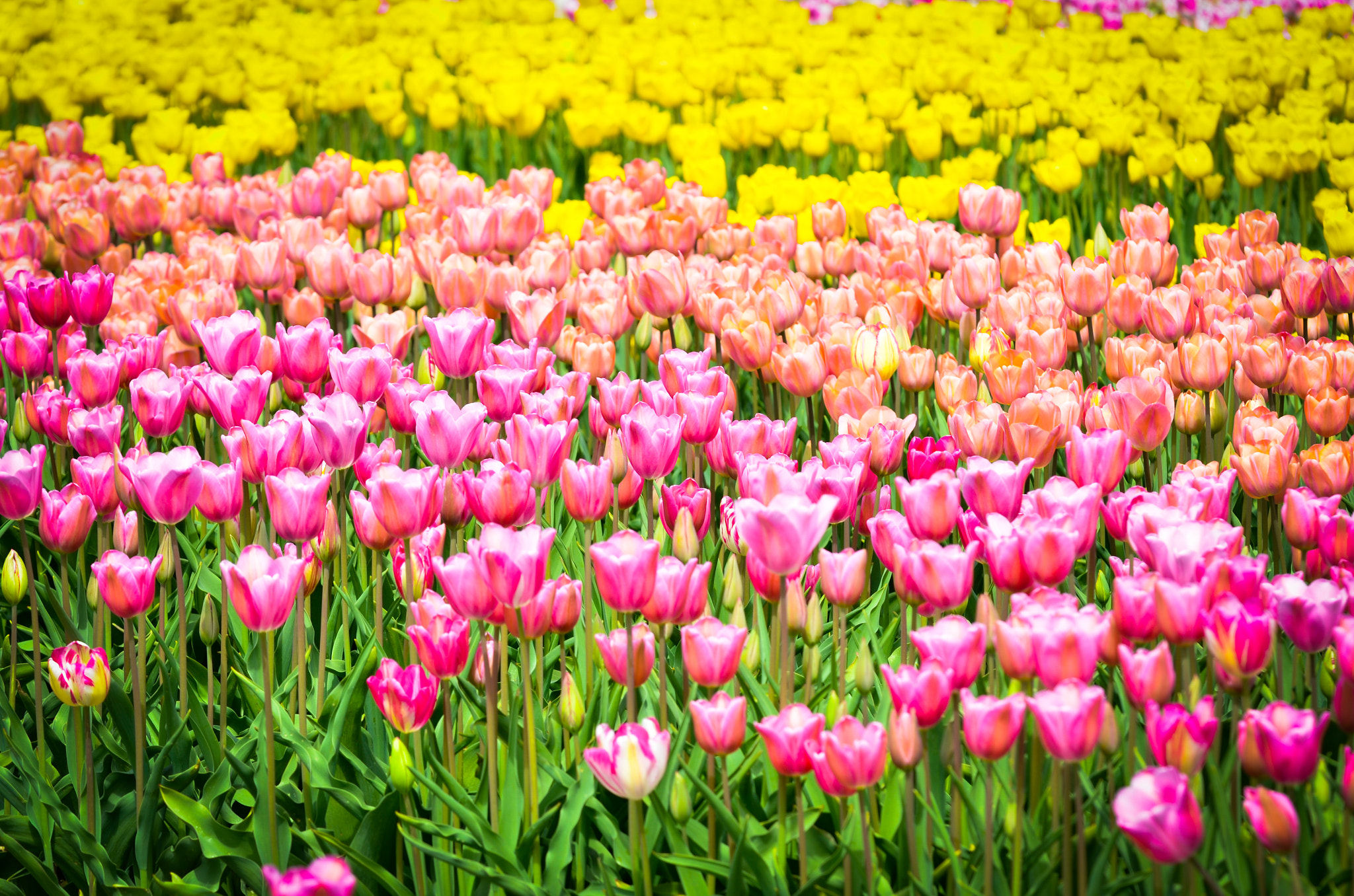 Nikon D7000 + Sigma 150mm F2.8 EX DG Macro HSM sample photo. Tulip field photography