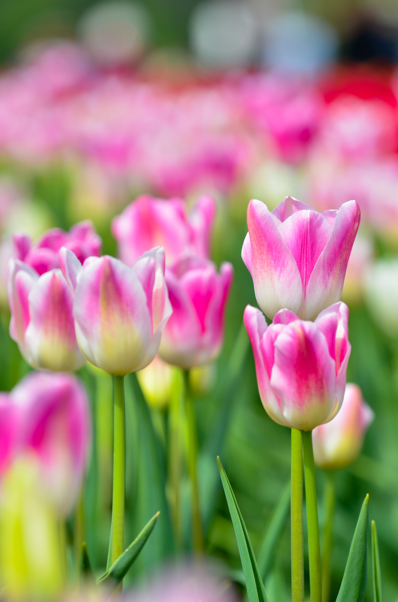 Sigma 150mm F2.8 EX DG Macro HSM sample photo. Pink tulips photography