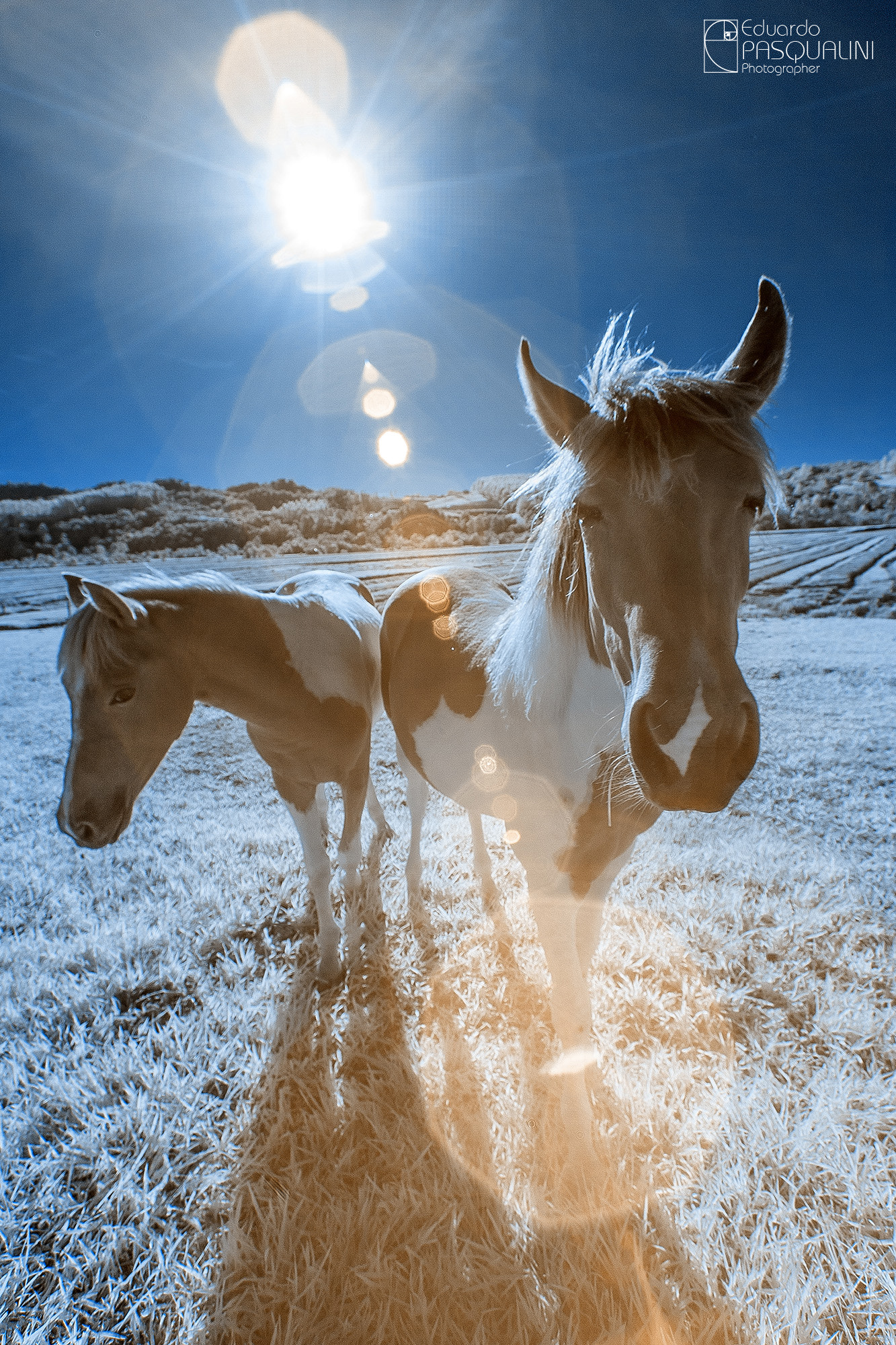 Canon EOS 30D + Sigma 10-20mm F3.5 EX DC HSM sample photo. Infrared horse photography