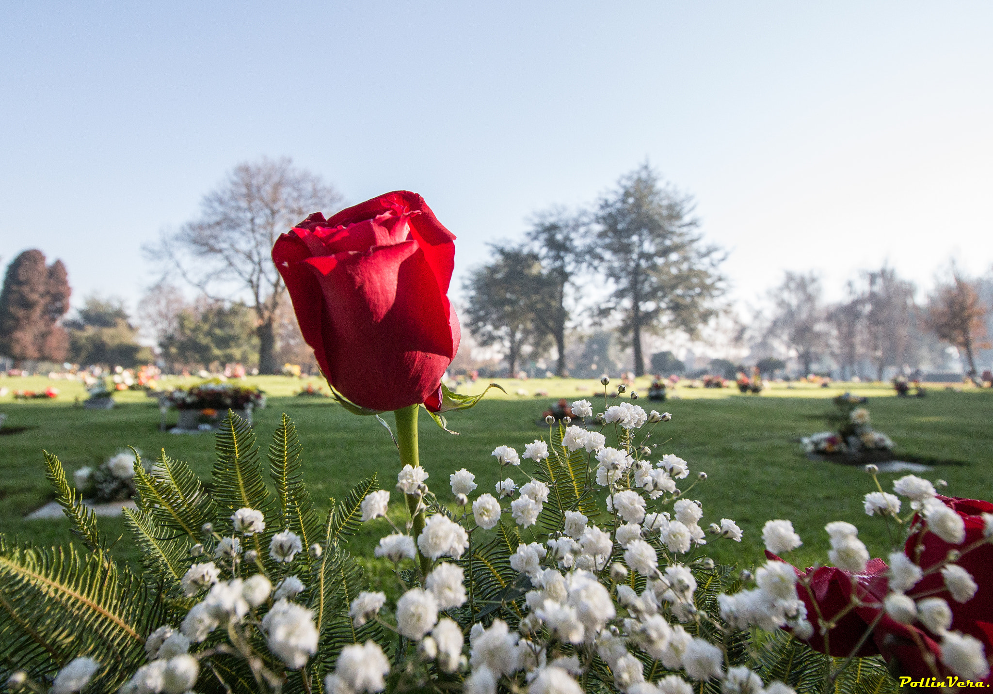 Canon EF-S 10-18mm F4.5–5.6 IS STM sample photo. " rosa " photography