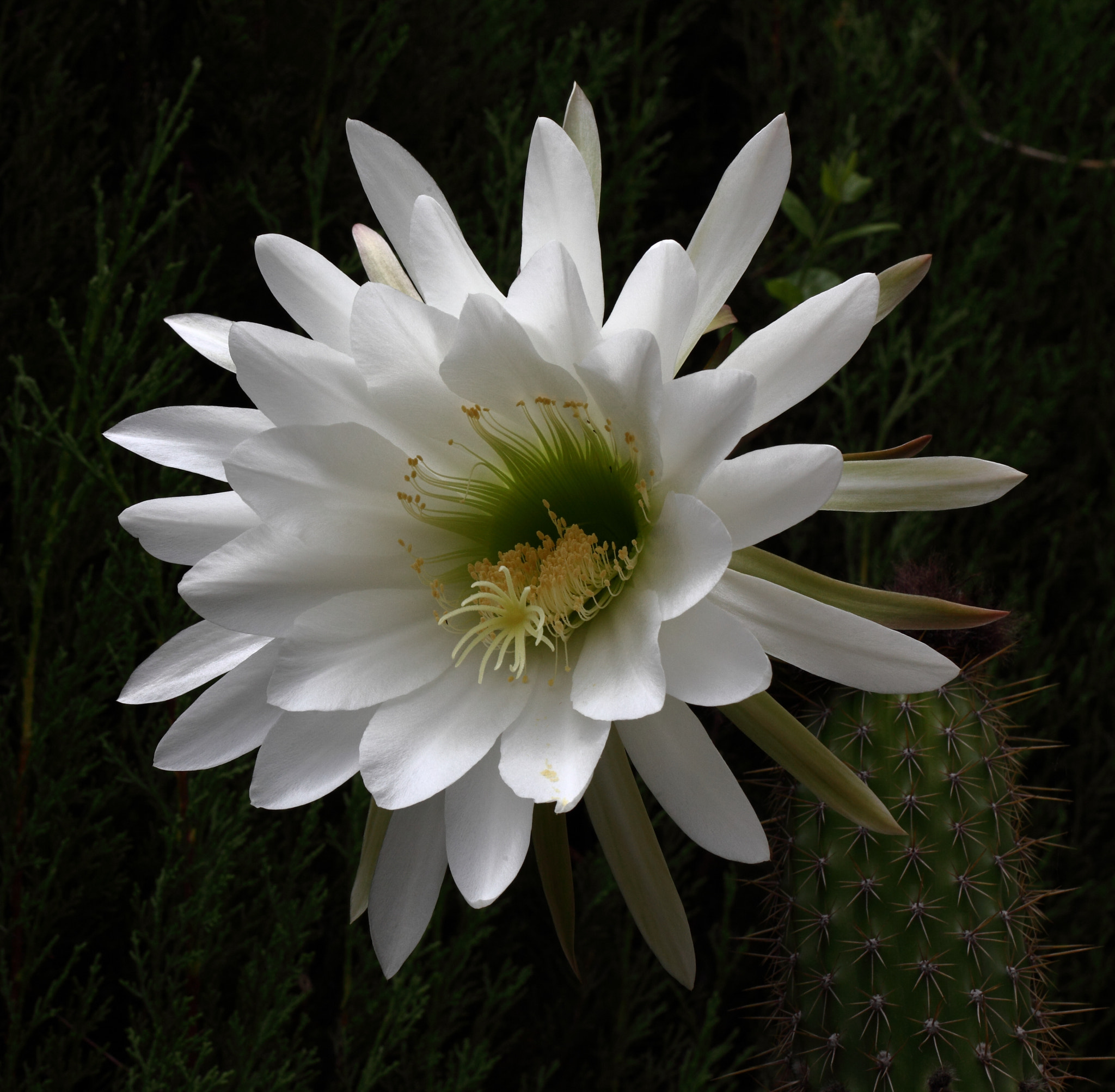 Canon EF 100mm F2.8L Macro IS USM sample photo. Jpg photography
