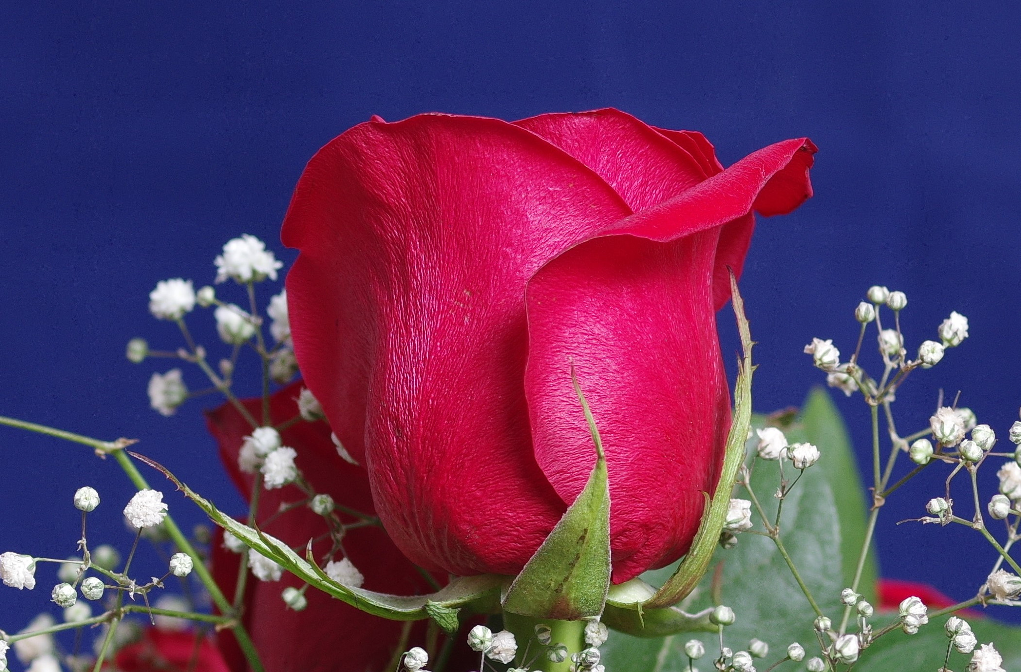 Pentax smc D-FA 50mm F2.8 Macro sample photo