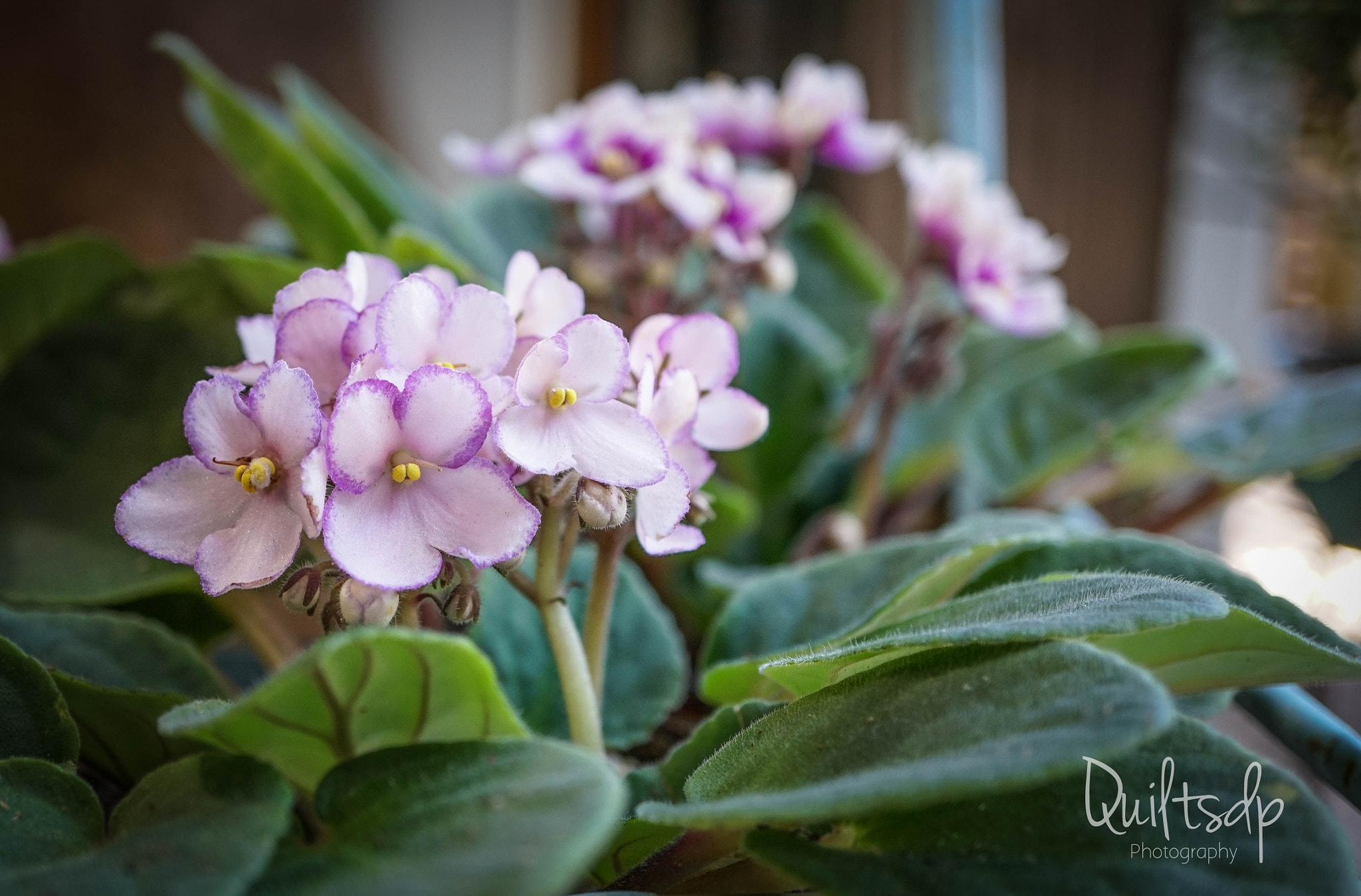 Sony a6300 + Sony E 30mm F3.5 Macro sample photo. Violets photography