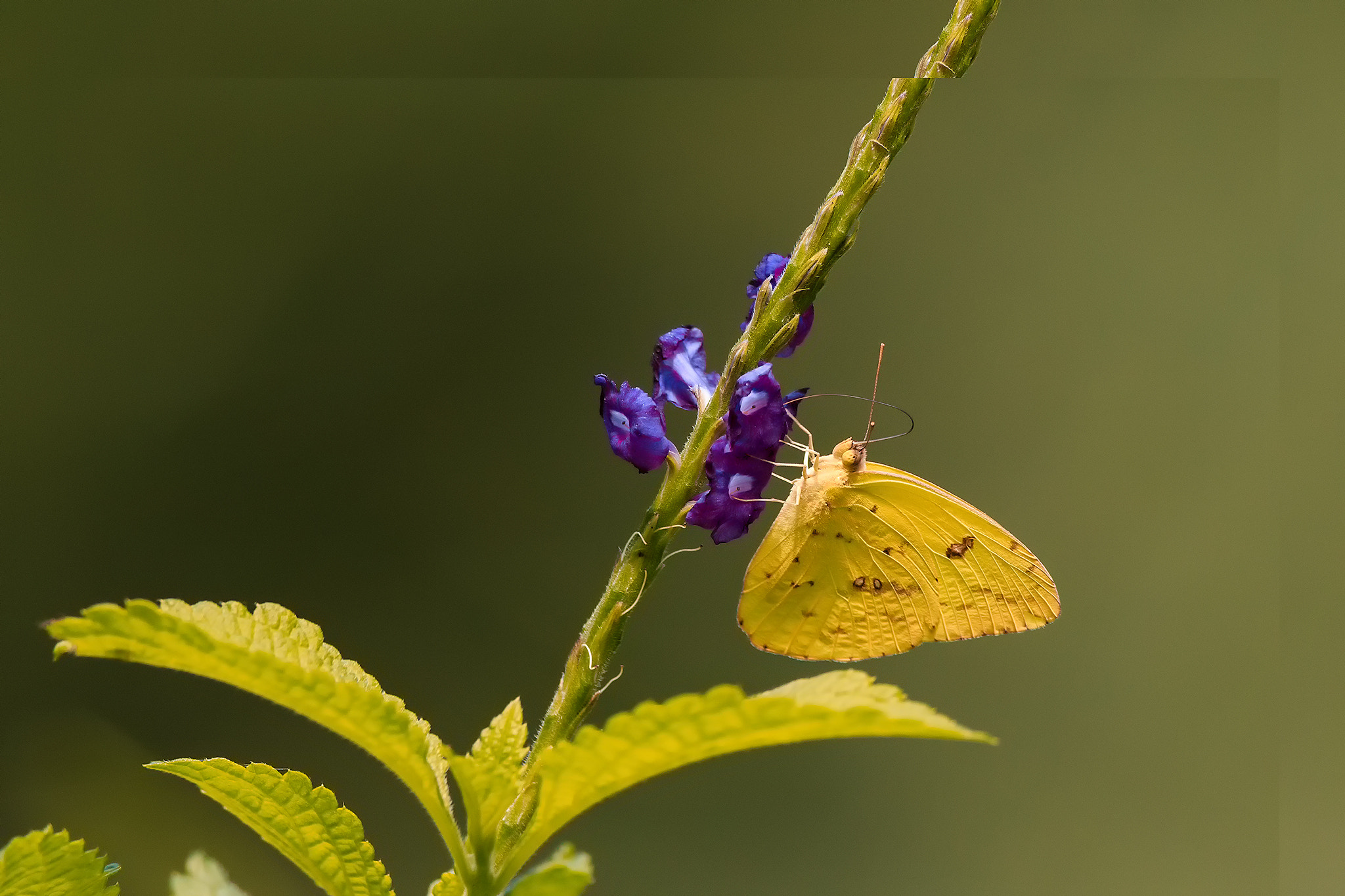 Canon EF 600mm f/4L IS sample photo. Phoebis sennae photography