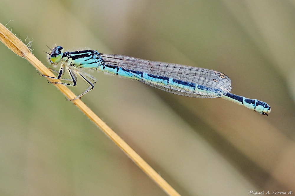 Sony ILCA-77M2 sample photo. Coenagrion caerulescens photography