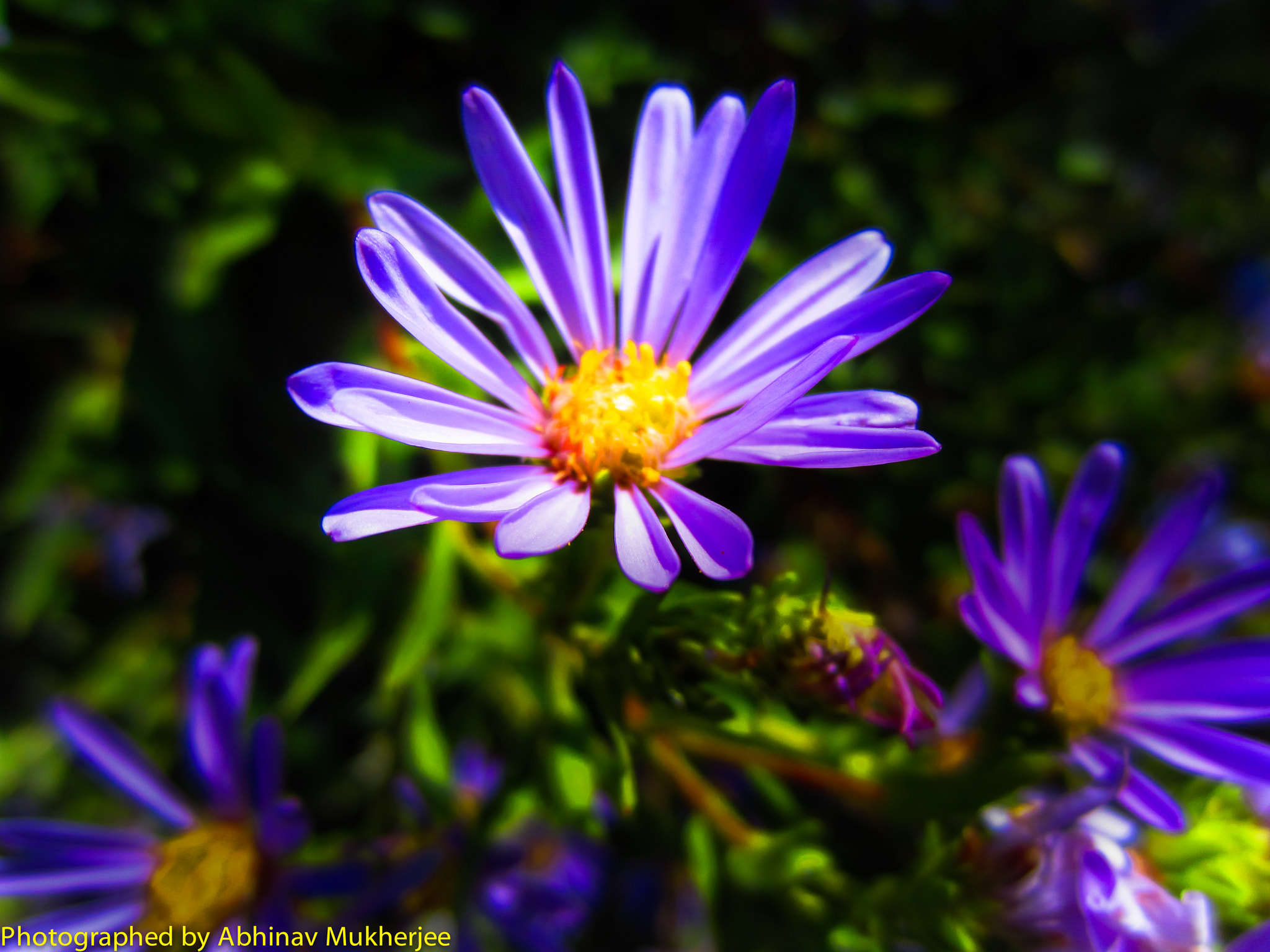Canon PowerShot ELPH 300 HS (IXUS 220 HS / IXY 410F) sample photo. Roadside purple flower photography
