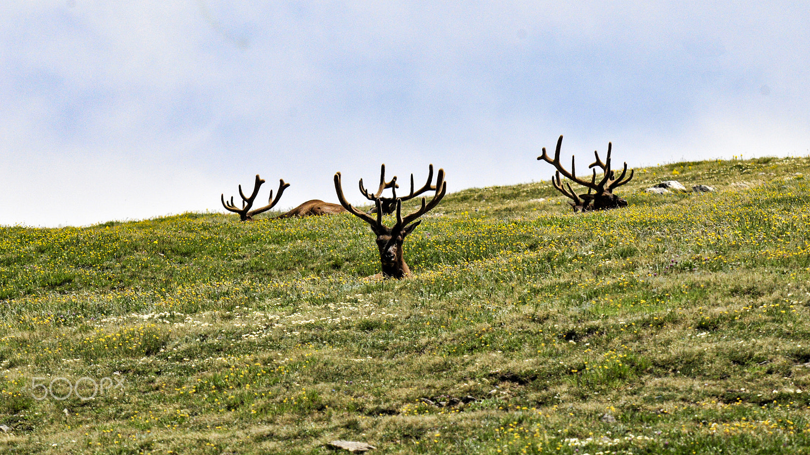 Nikon D300S sample photo. Field of velvet photography