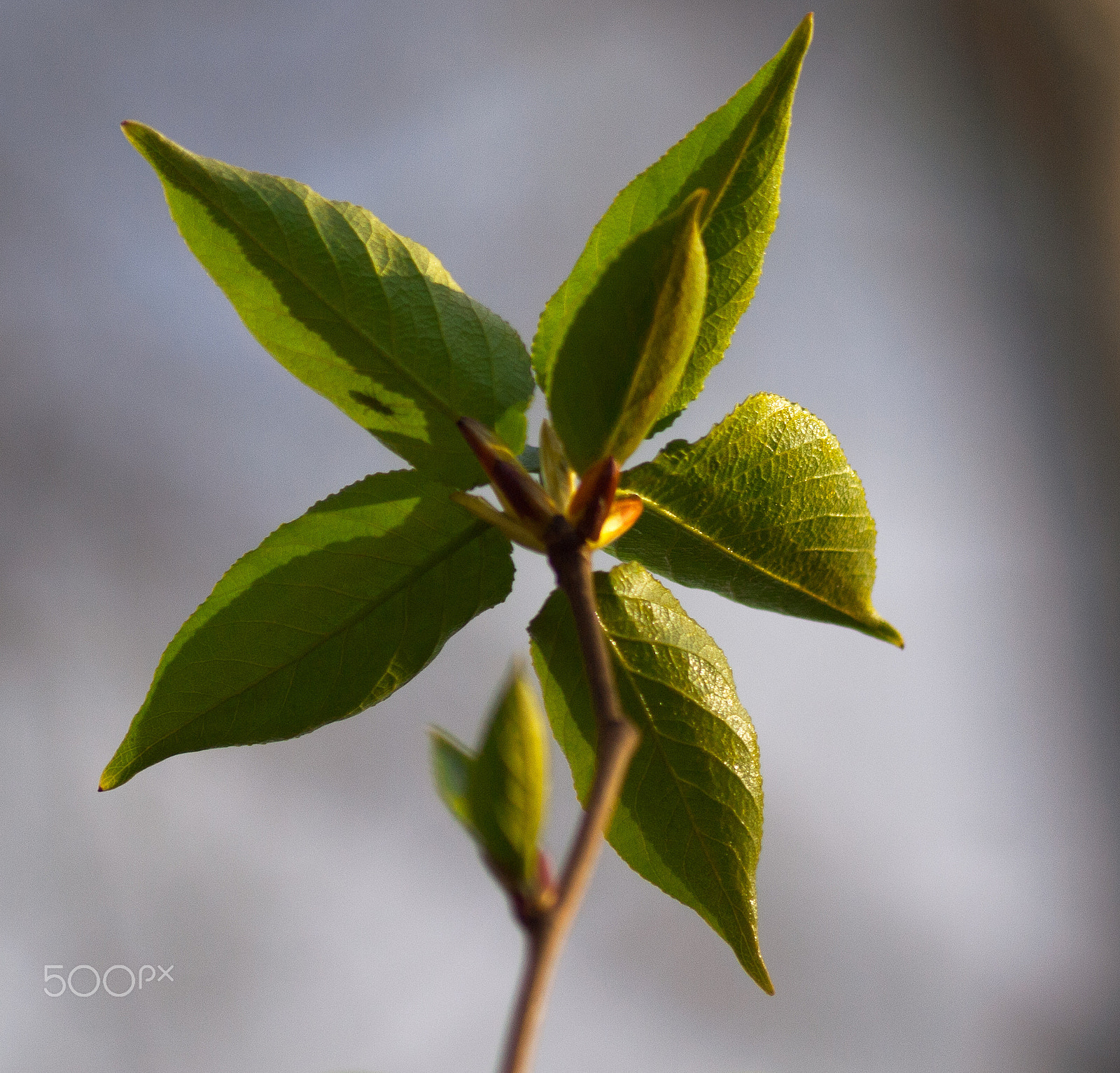 Olympus Zuiko Digital ED 70-300mm F4.0-5.6 sample photo. Find the ant in the shadows photography