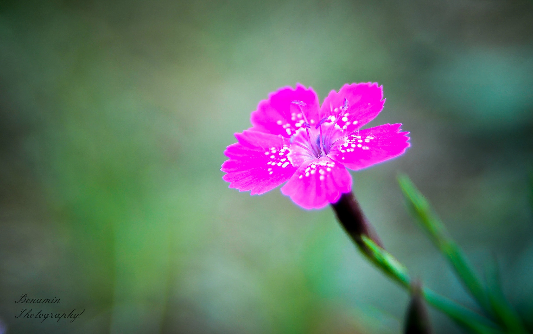AF Zoom-Nikkor 28-105mm f/3.5-4.5D IF sample photo. F photography
