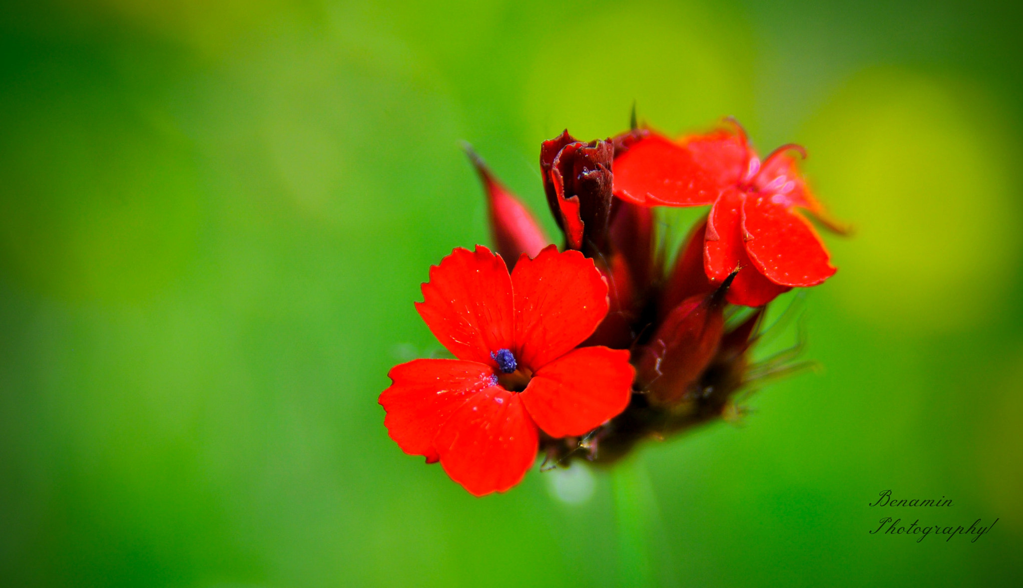 AF Zoom-Nikkor 28-105mm f/3.5-4.5D IF sample photo. F photography