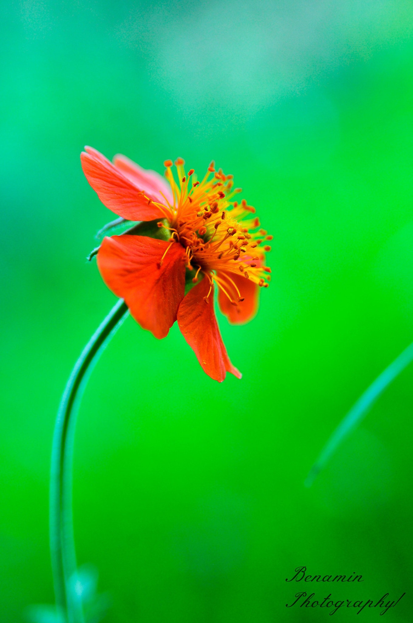 AF Zoom-Nikkor 28-105mm f/3.5-4.5D IF sample photo. F photography