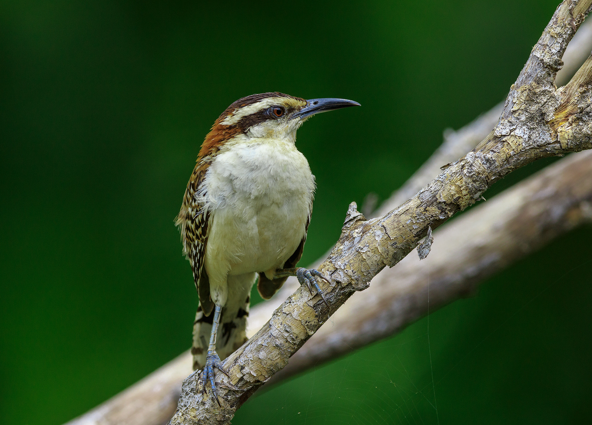 Canon EF 600mm f/4L IS sample photo. Campylorhynchus rufinucha photography