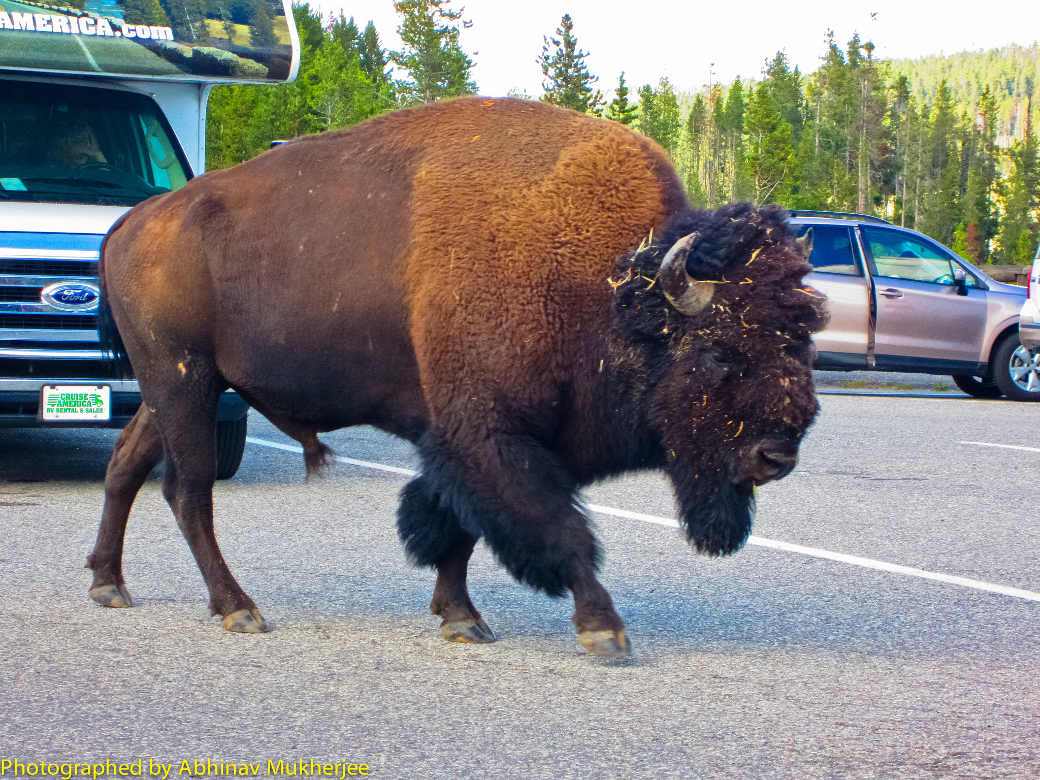 Canon PowerShot ELPH 300 HS (IXUS 220 HS / IXY 410F) sample photo. Brave bison going near humans photography