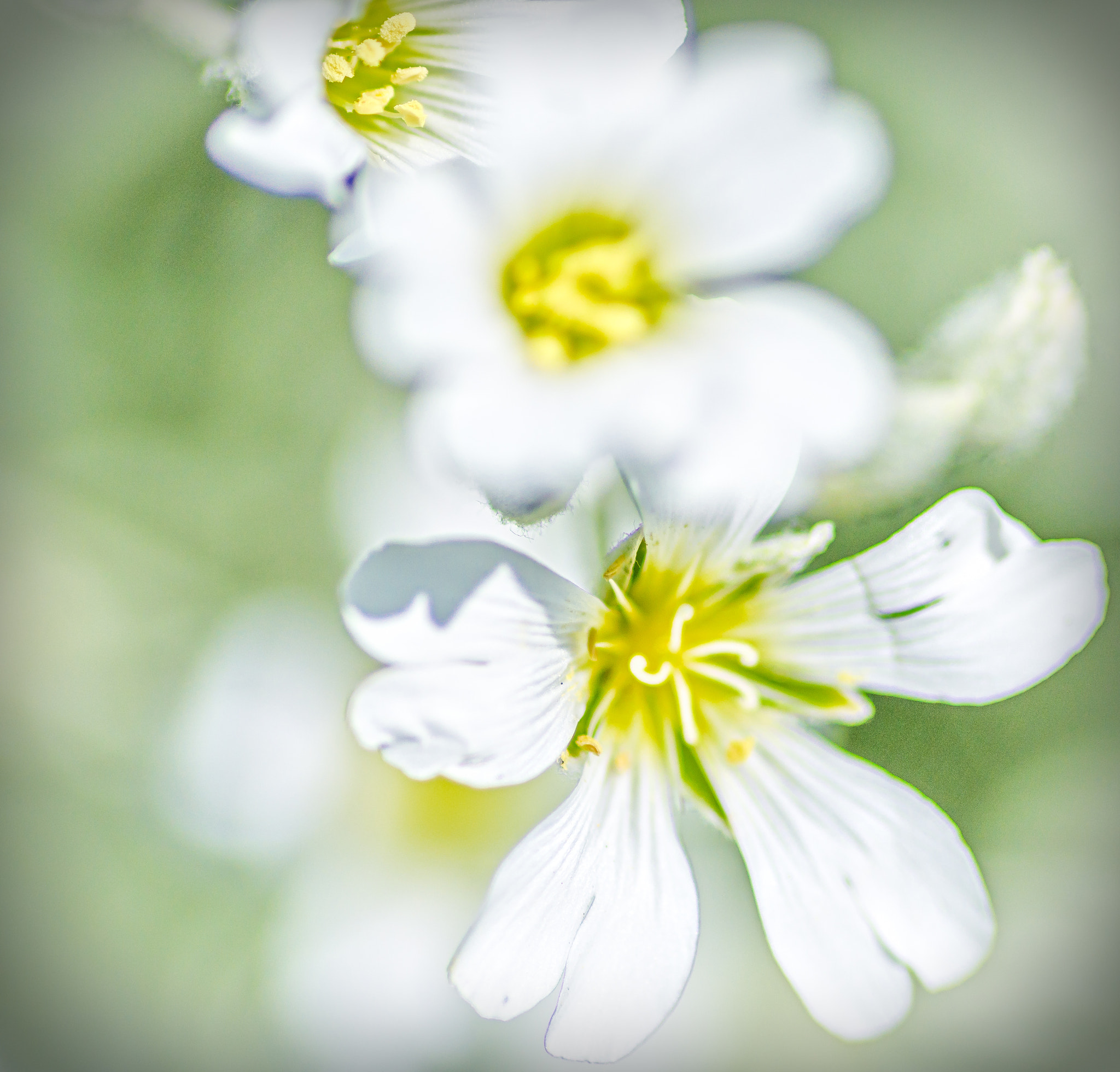 Tokina AT-X Pro 100mm F2.8 Macro sample photo. Soft & dreamy photography