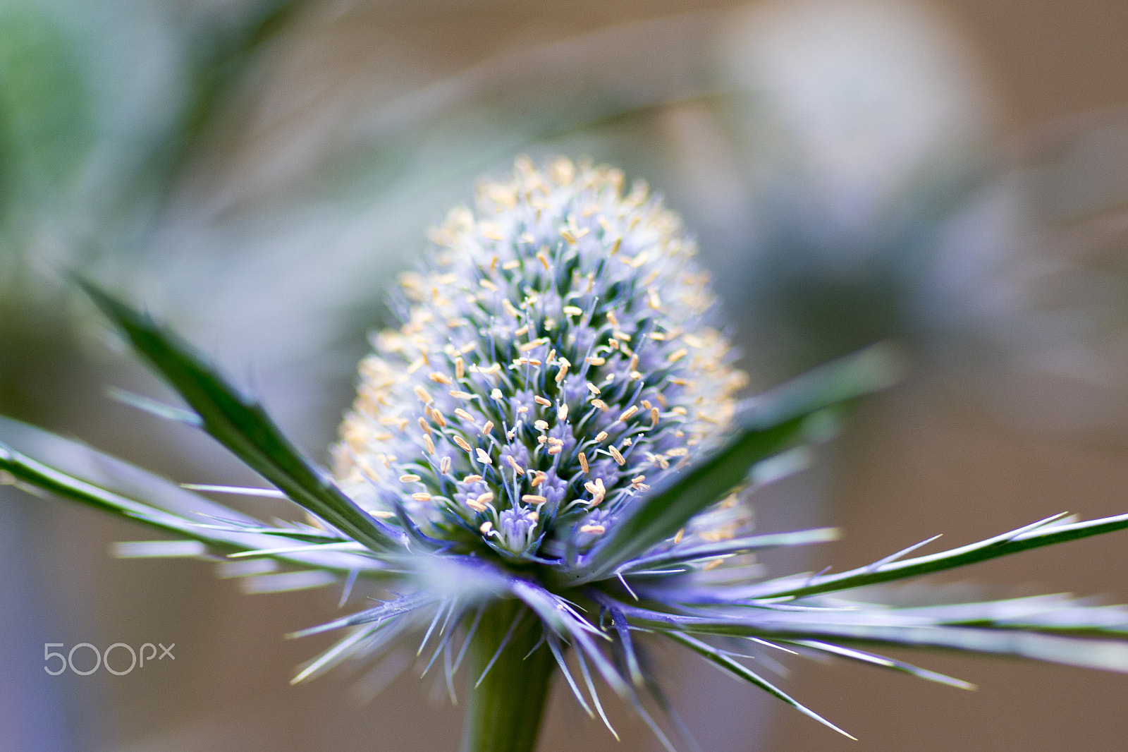 Canon EOS 7D Mark II + Tamron SP AF 90mm F2.8 Di Macro sample photo. Spikey plant photography