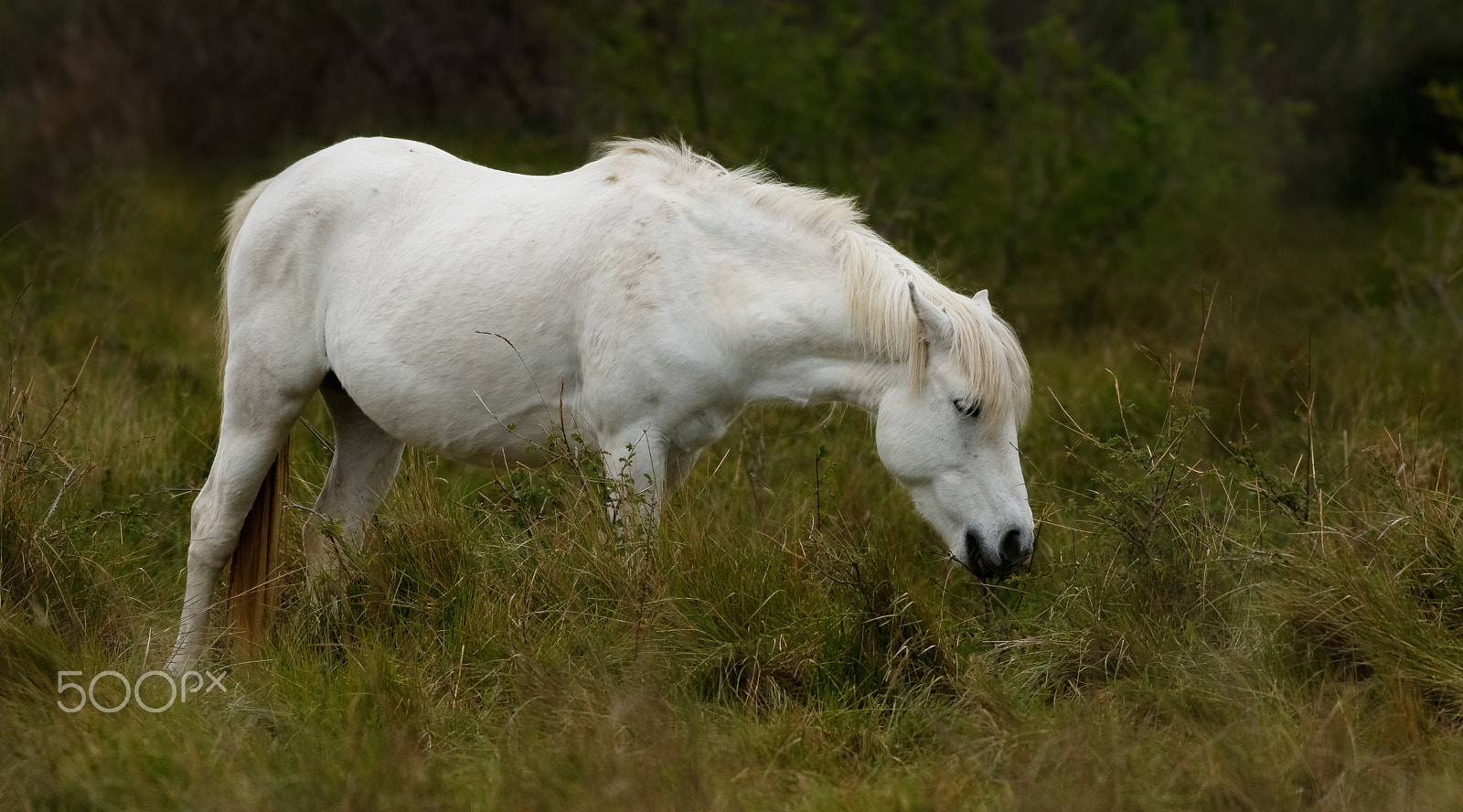 Canon EOS 760D (EOS Rebel T6s / EOS 8000D) + Canon EF 400mm F5.6L USM sample photo. Polodivoký kůň-camargue photography