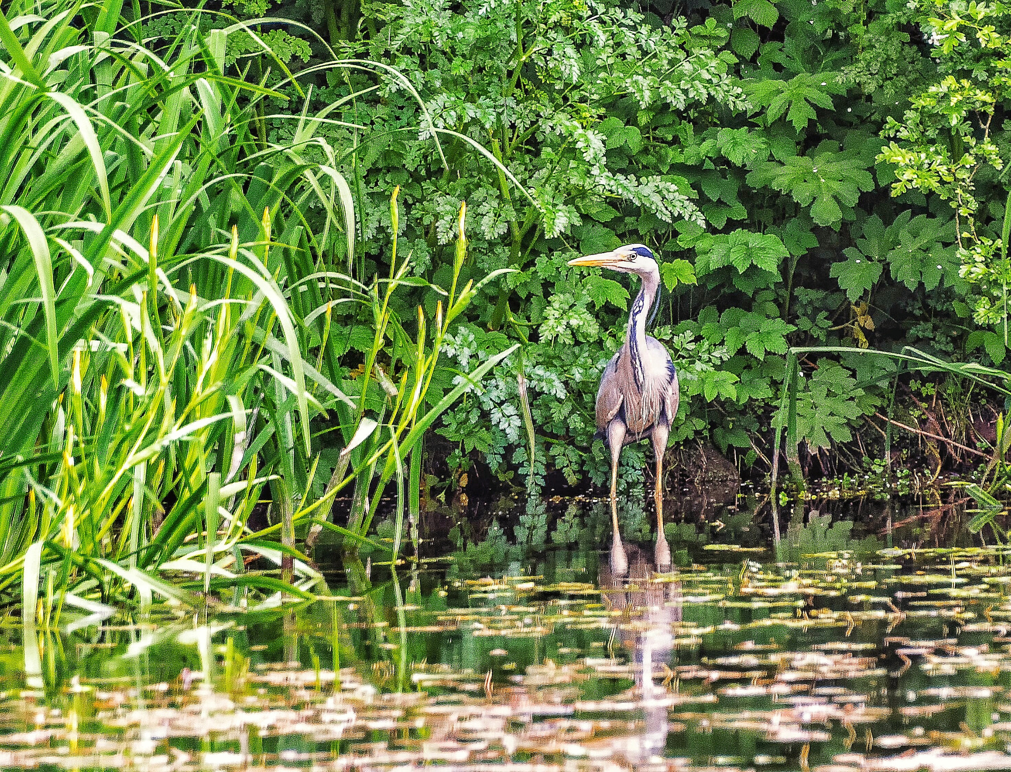 Pentax K-S1 + Sigma sample photo. Grey heron  photography