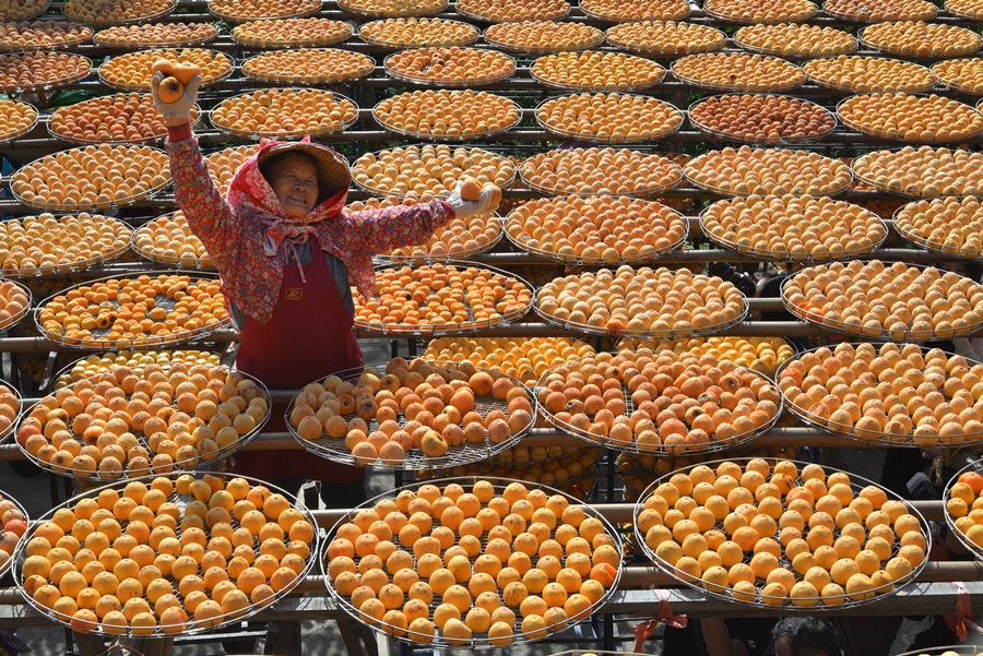 AF Zoom-Nikkor 35-70mm f/3.3-4.5 N sample photo. Oriental persimmon photography