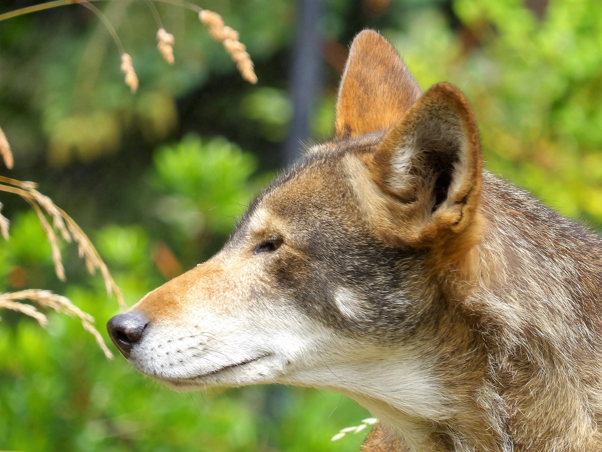 Kodak PIXPRO AZ521 sample photo. Red wolf photography