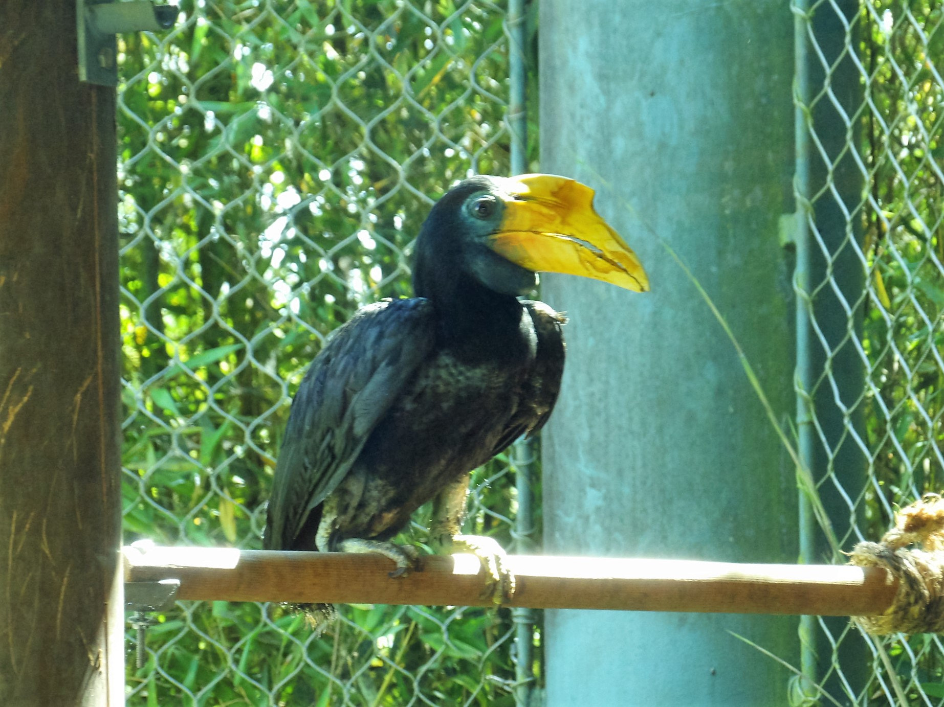 Kodak PIXPRO AZ521 sample photo. Hornbill photography