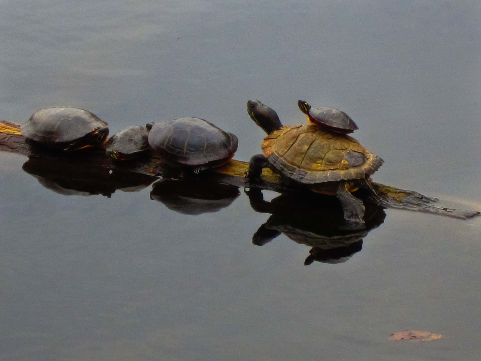Canon PowerShot ELPH 300 HS (IXUS 220 HS / IXY 410F) sample photo. Turtles resting on a log photography